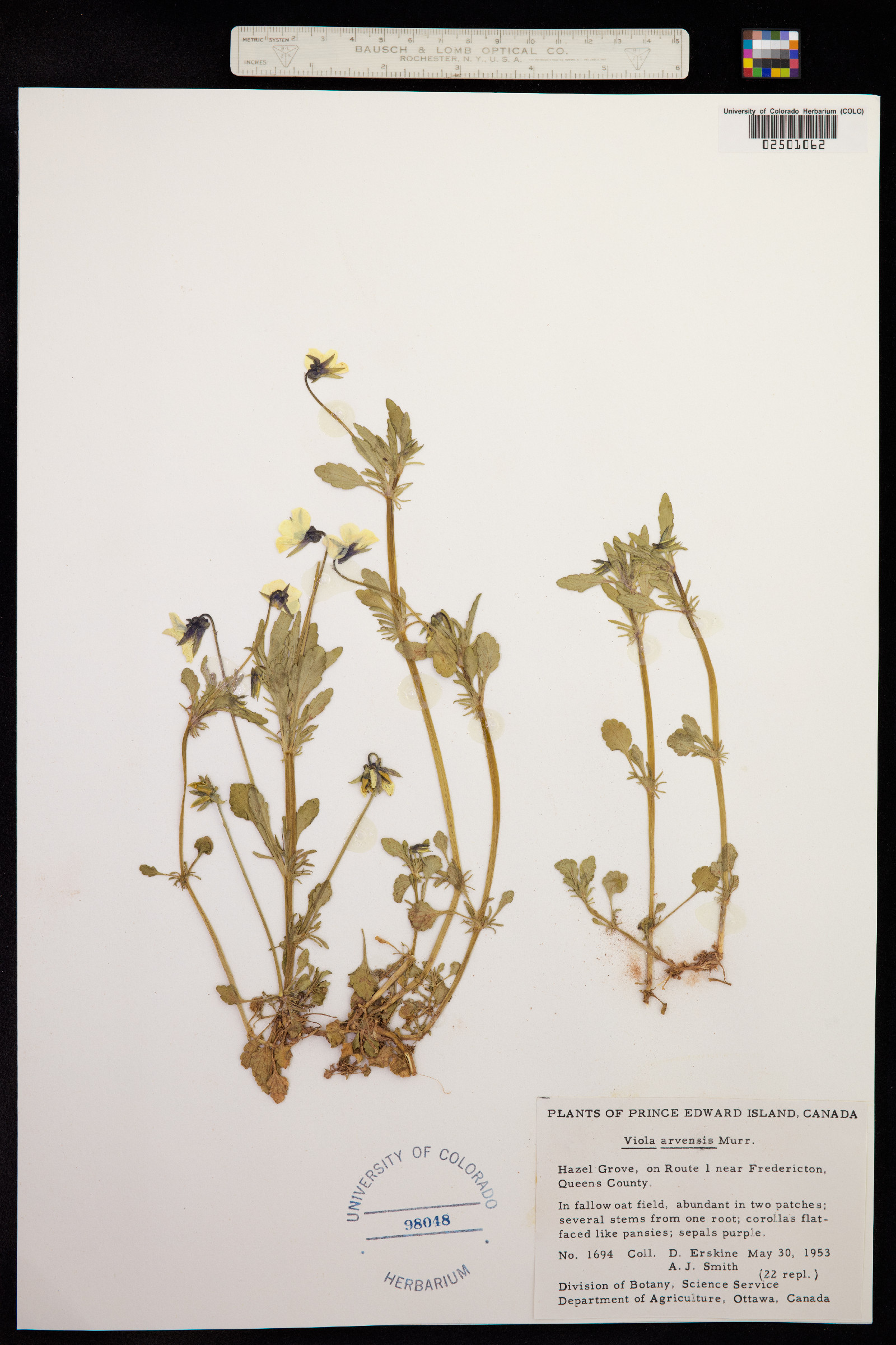 Viola arvensis image