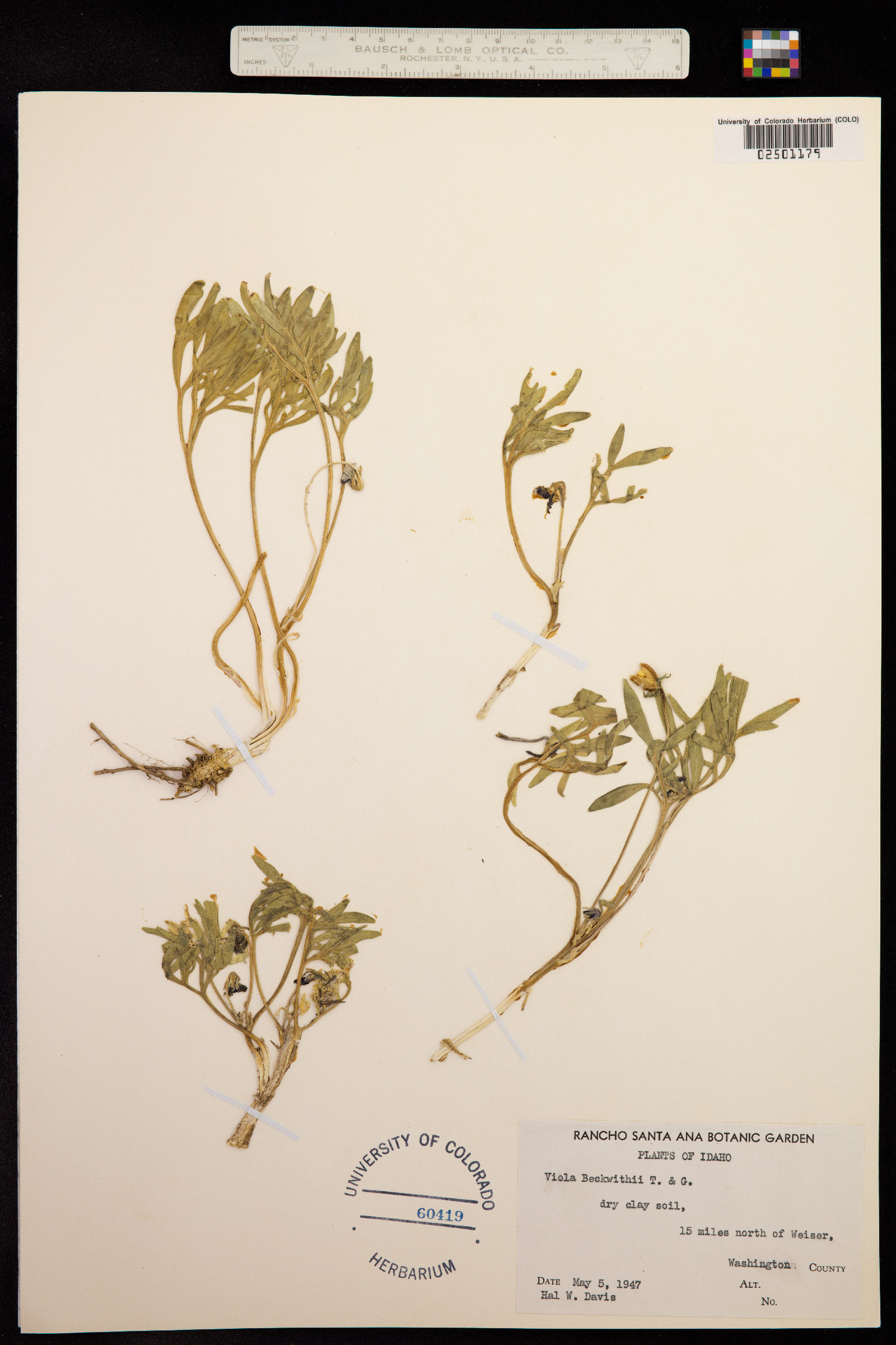 Viola beckwithii image