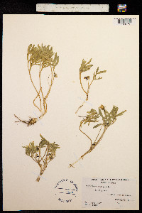 Viola beckwithii image
