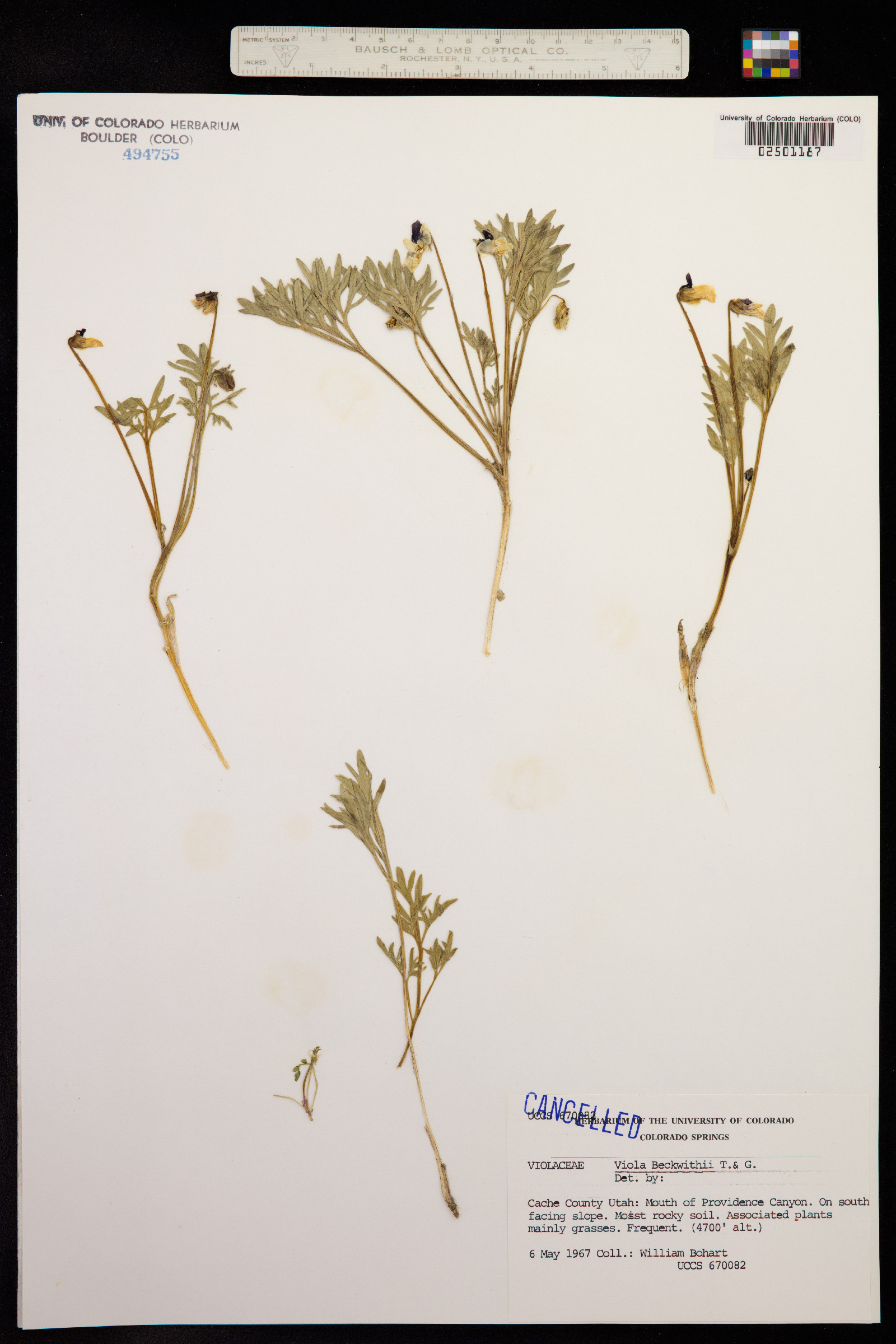 Viola beckwithii image