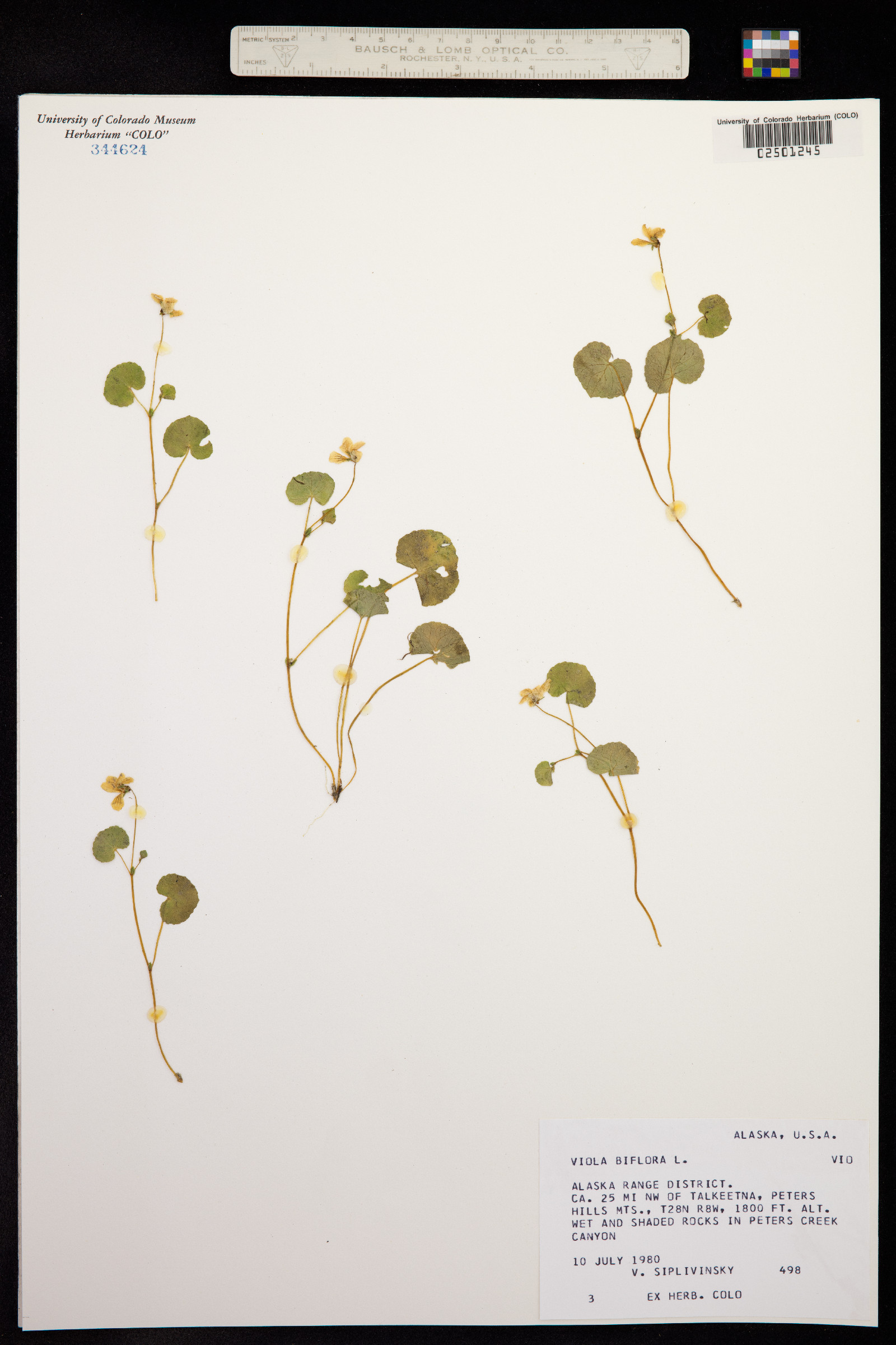 Viola biflora image