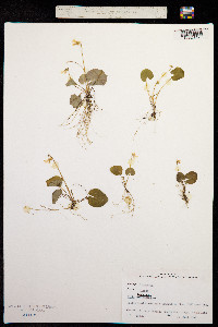 Image of Viola blanda