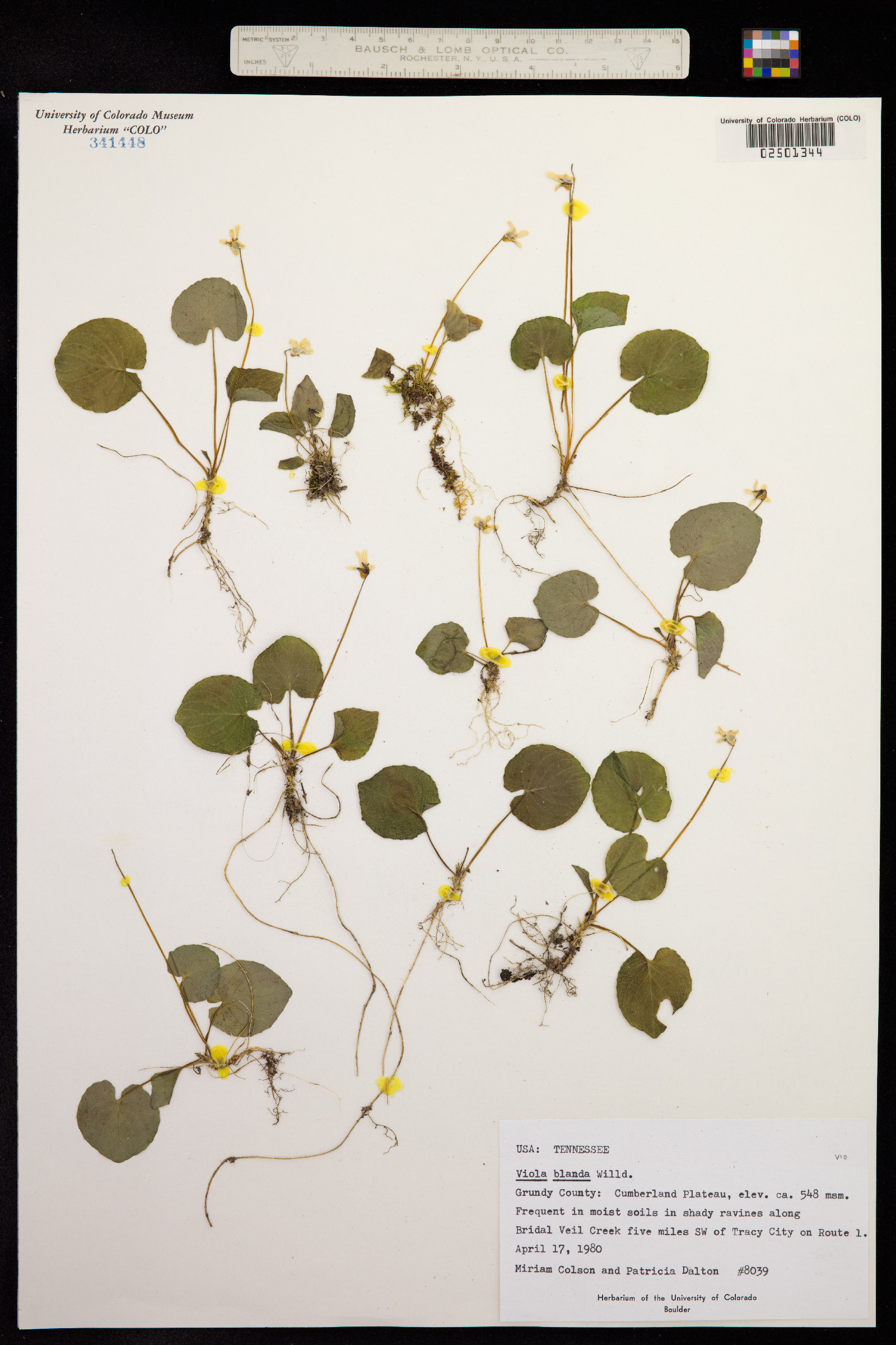 Viola blanda image