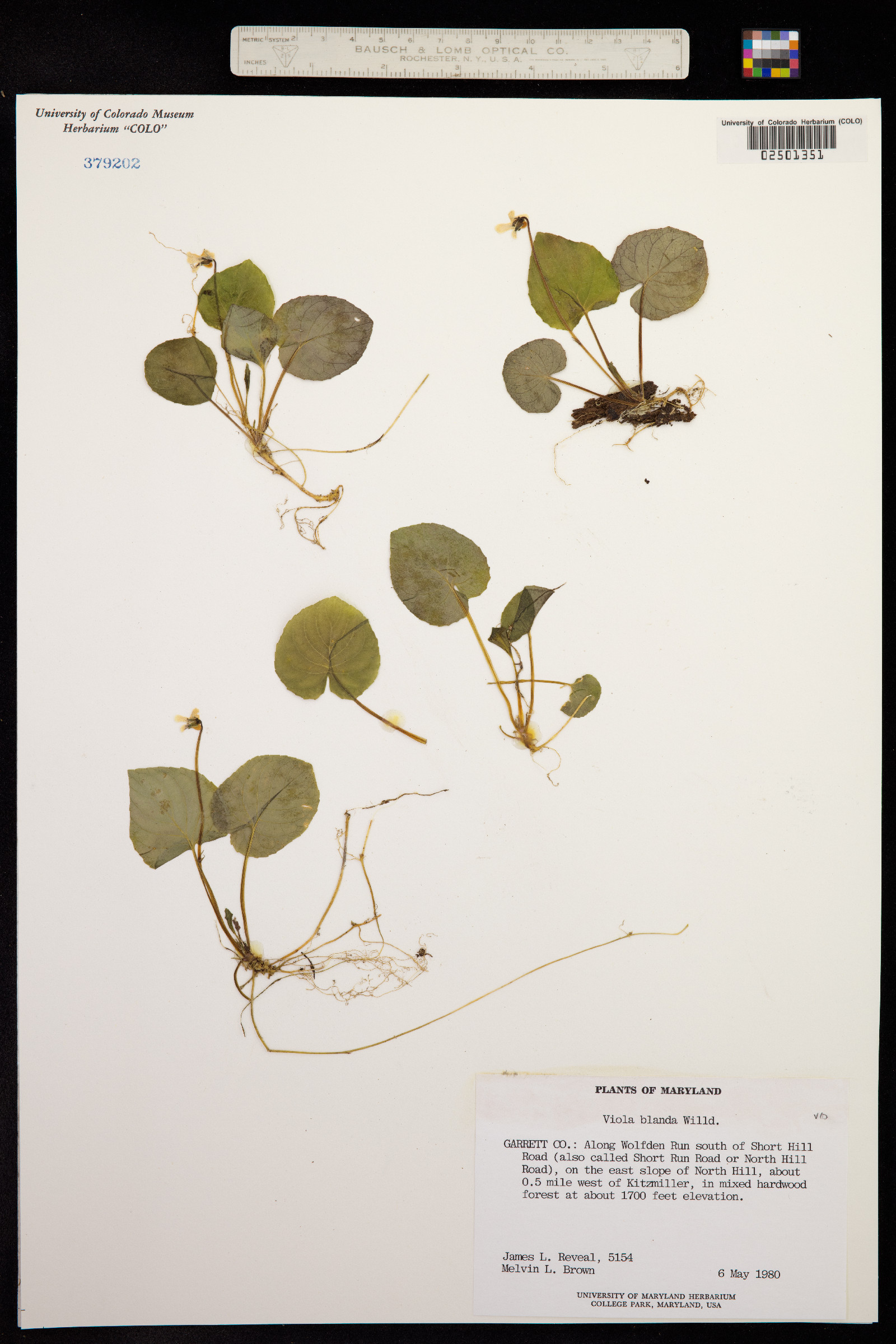 Viola blanda image
