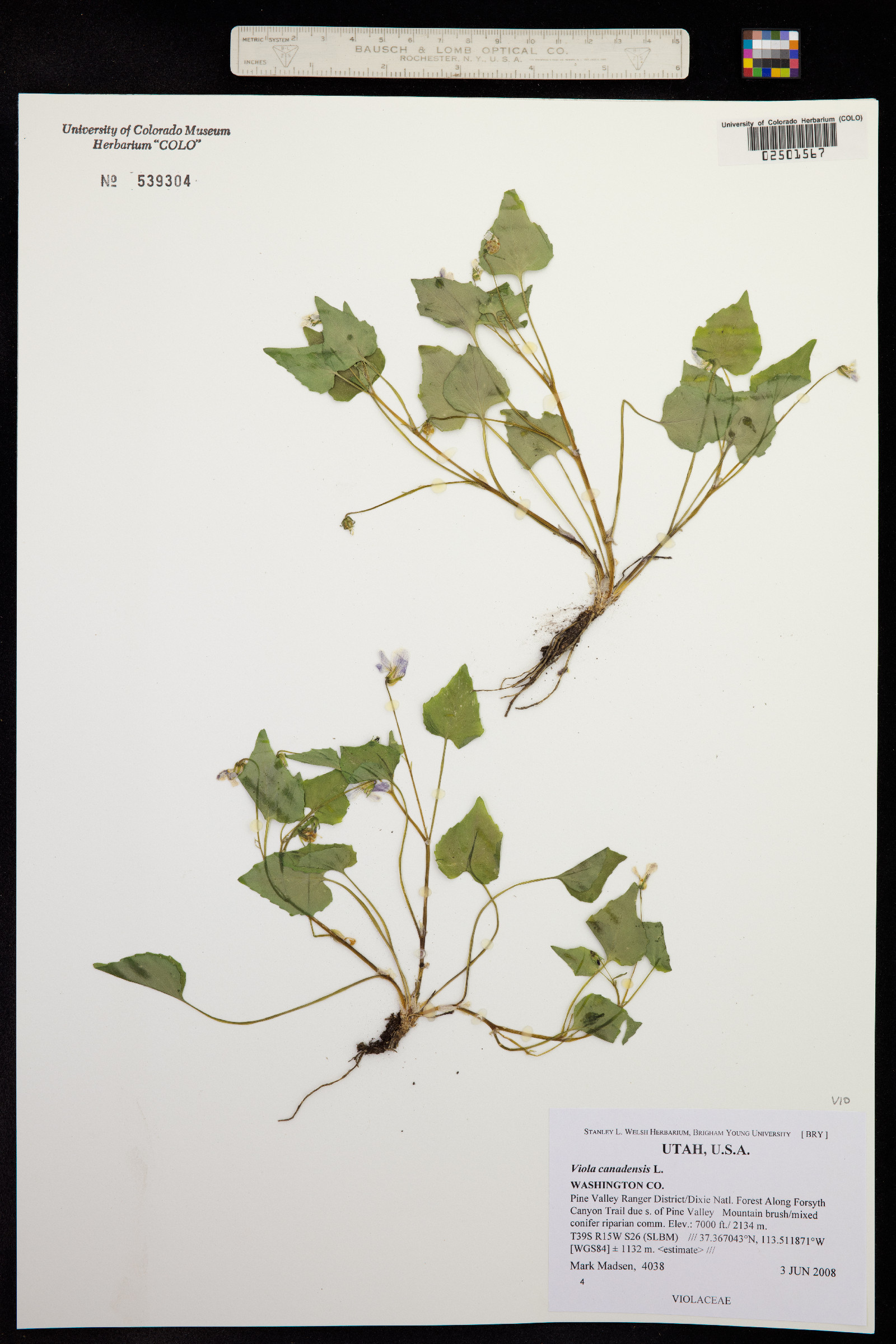 Viola canadensis image