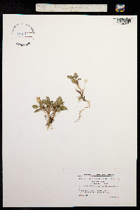 Viola canina image