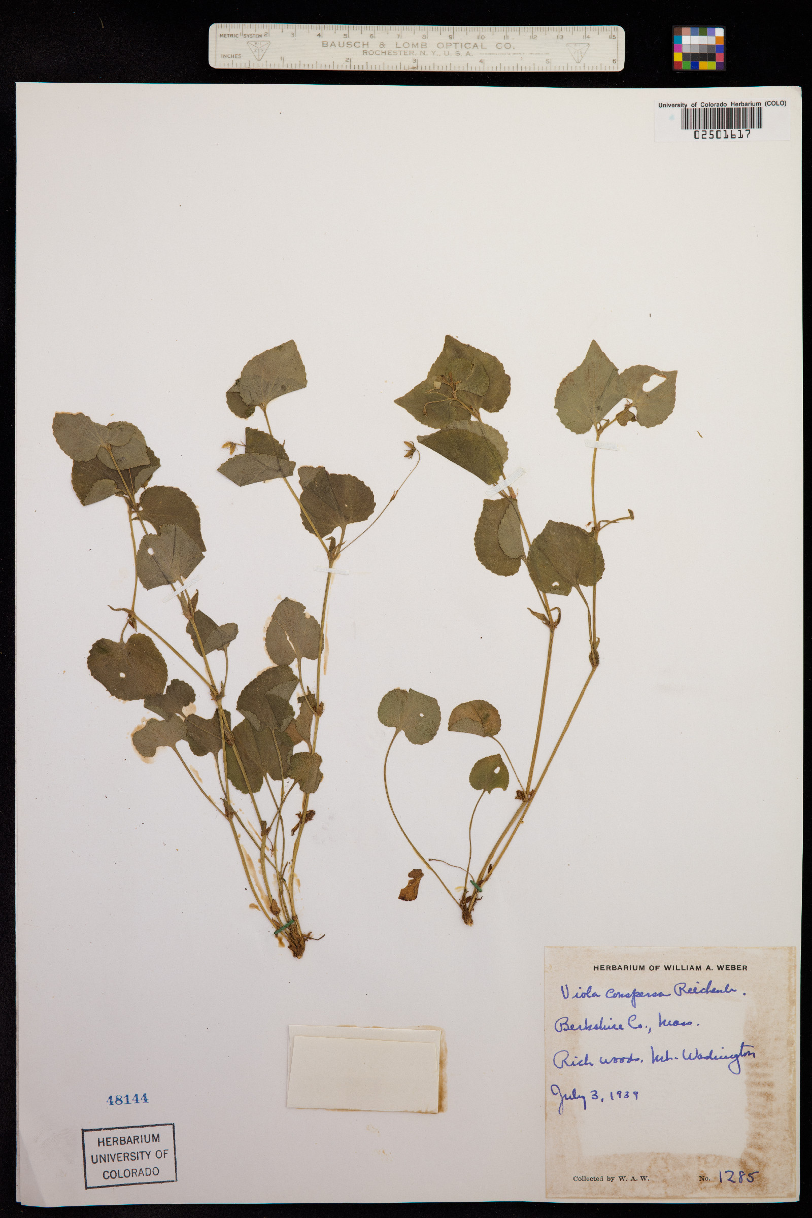 Viola labradorica image