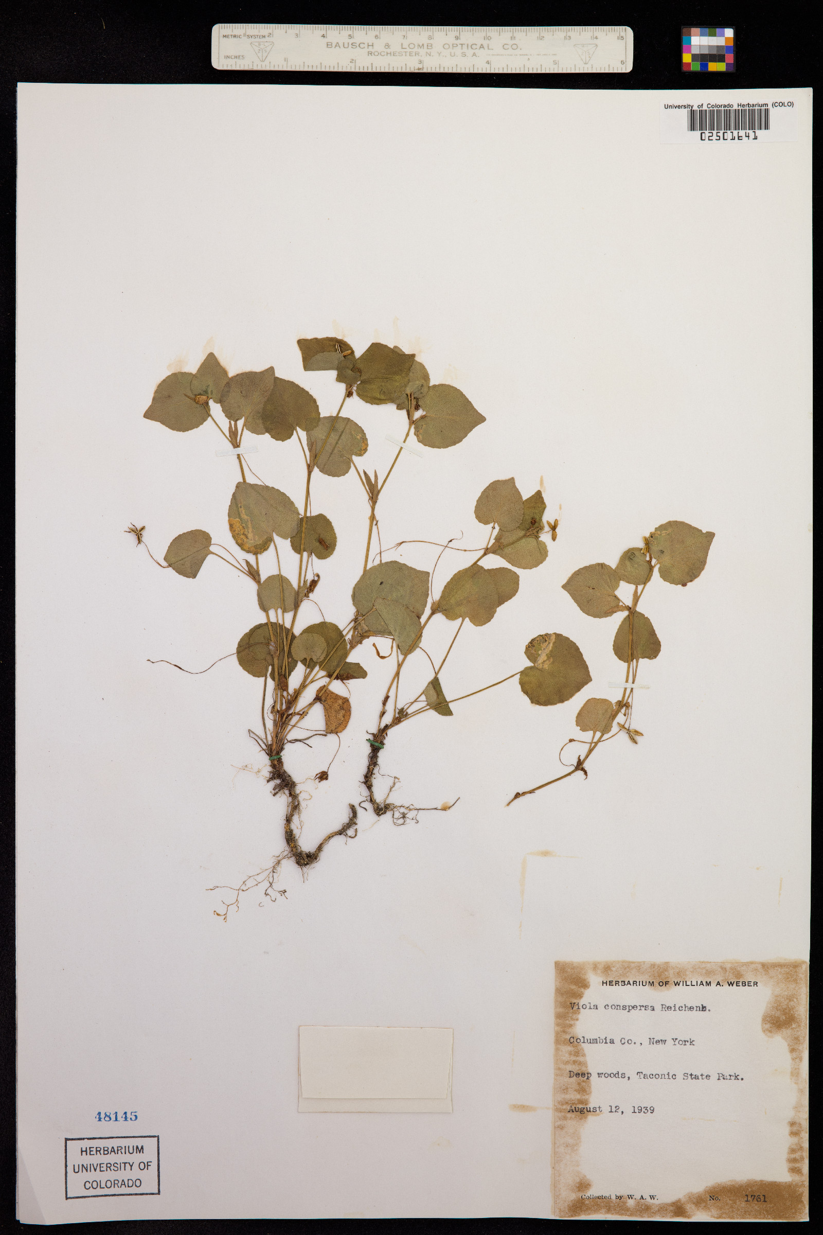 Viola labradorica image