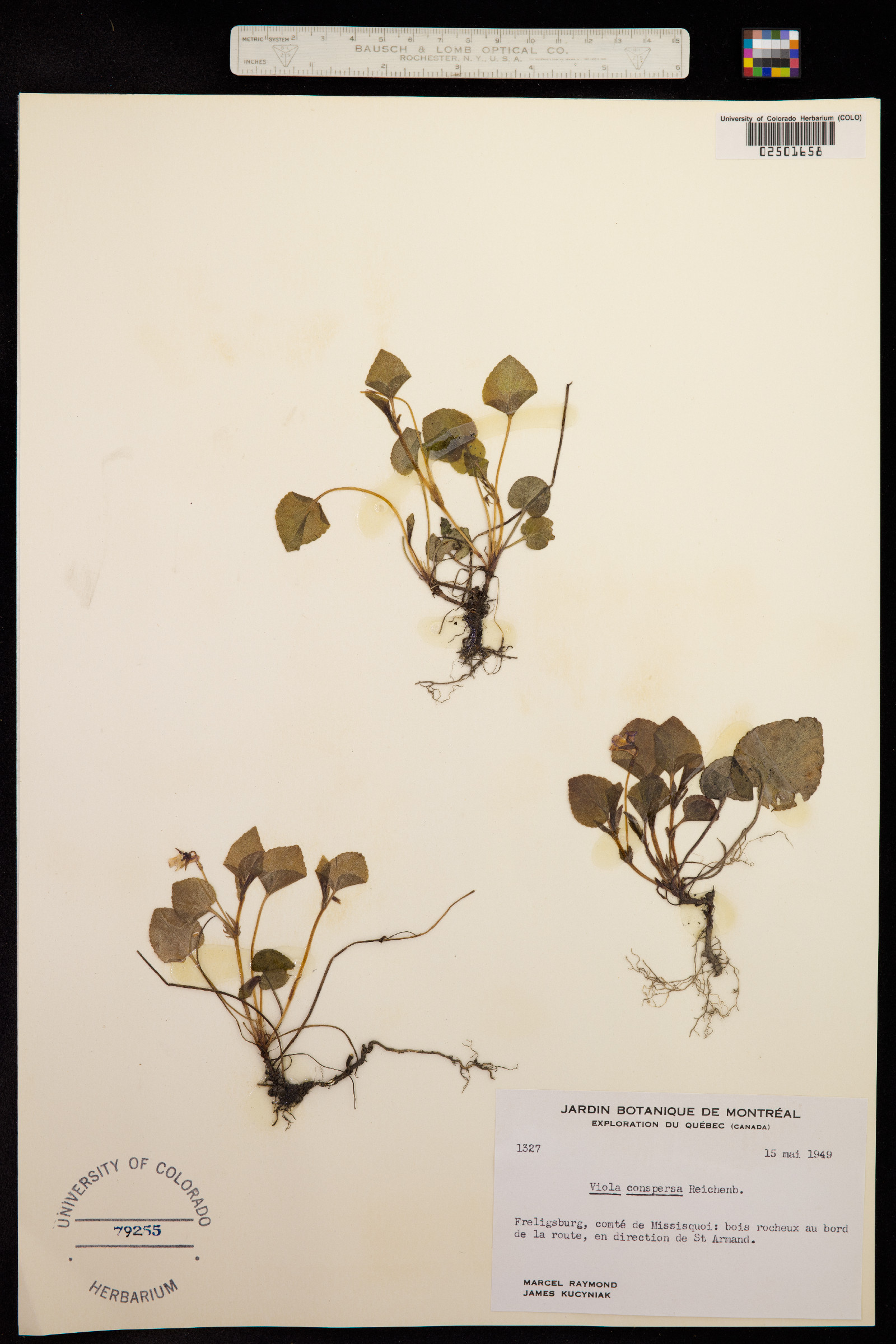 Viola labradorica image