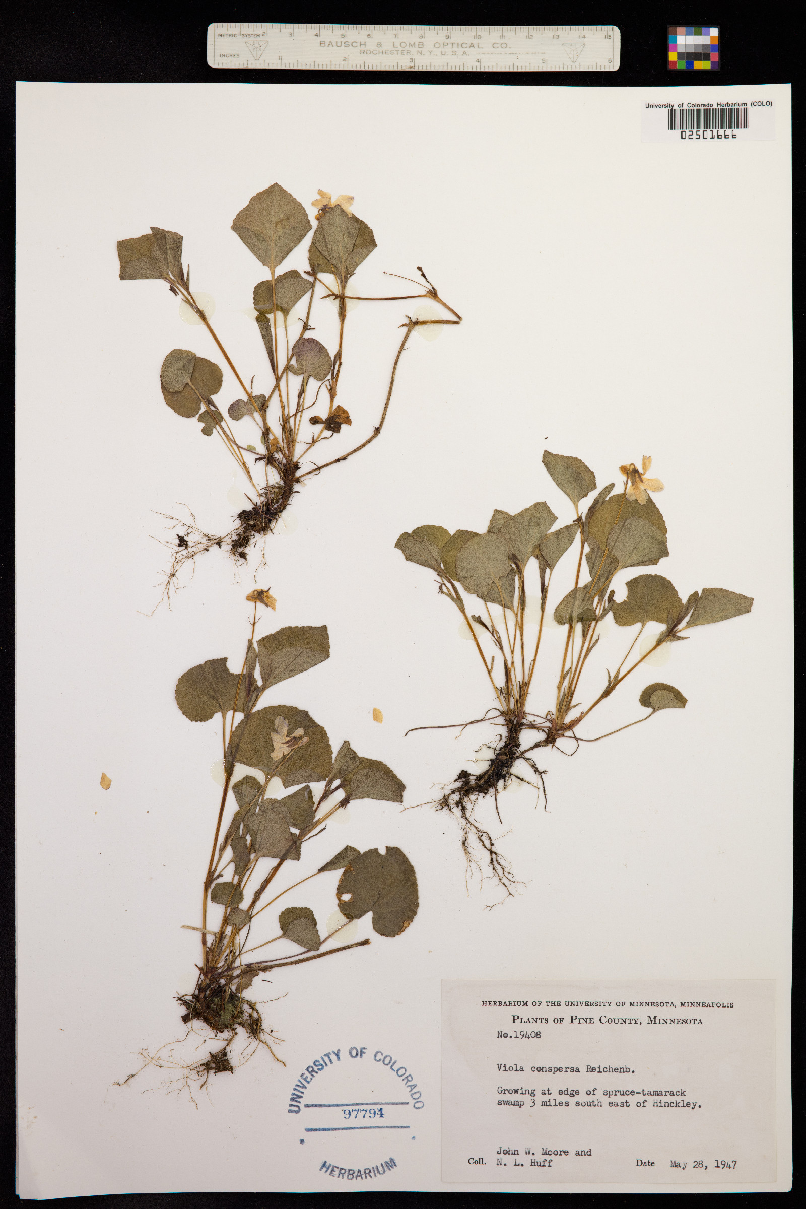Viola labradorica image