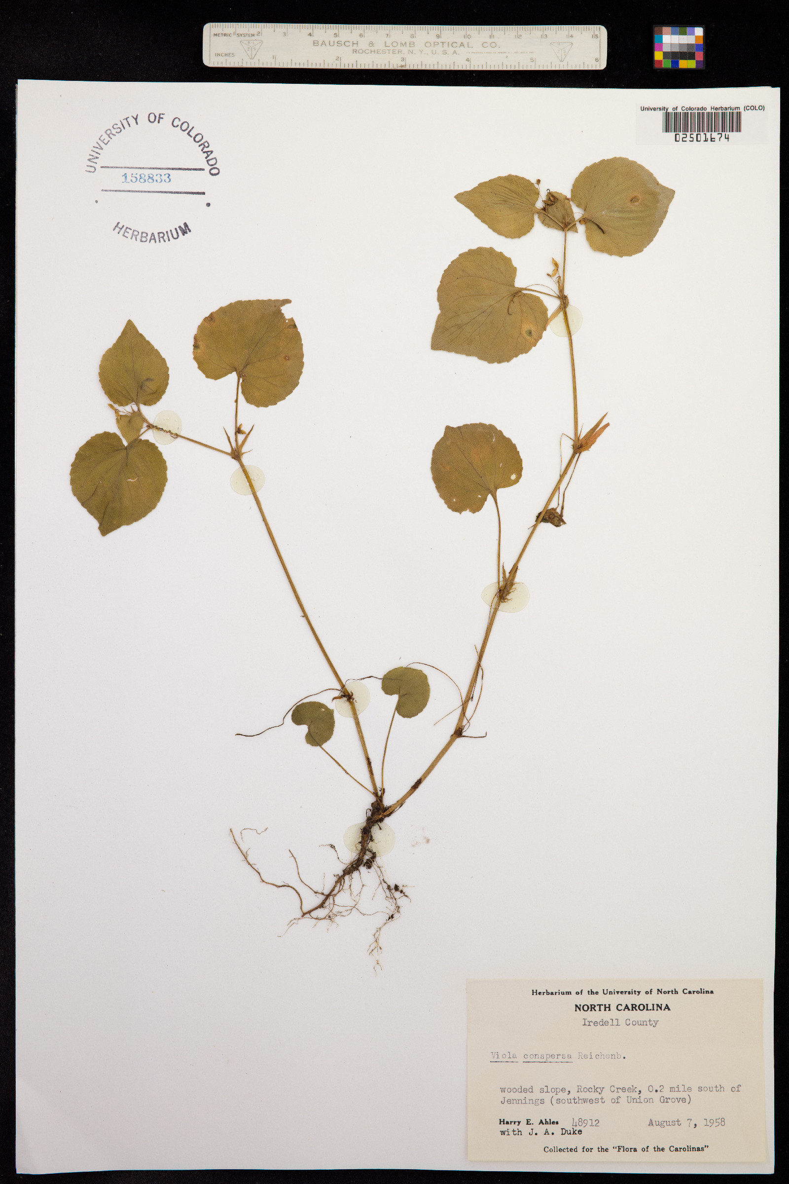 Viola labradorica image