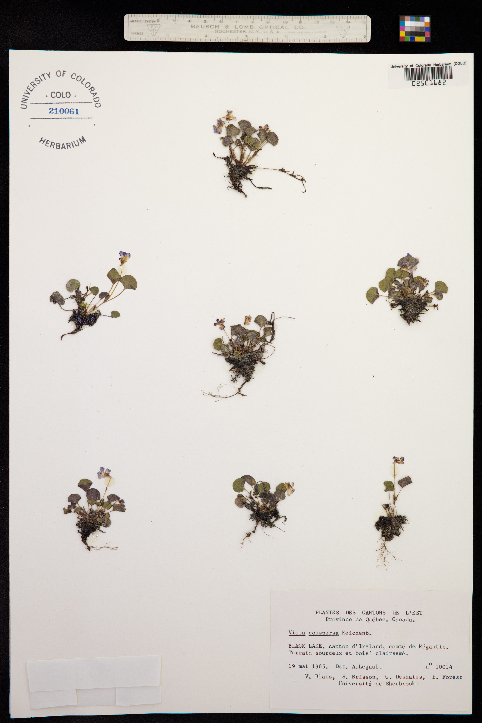 Viola labradorica image