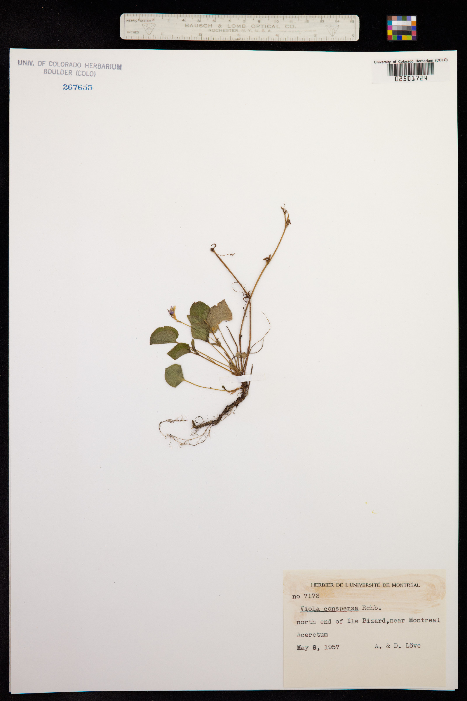 Viola labradorica image