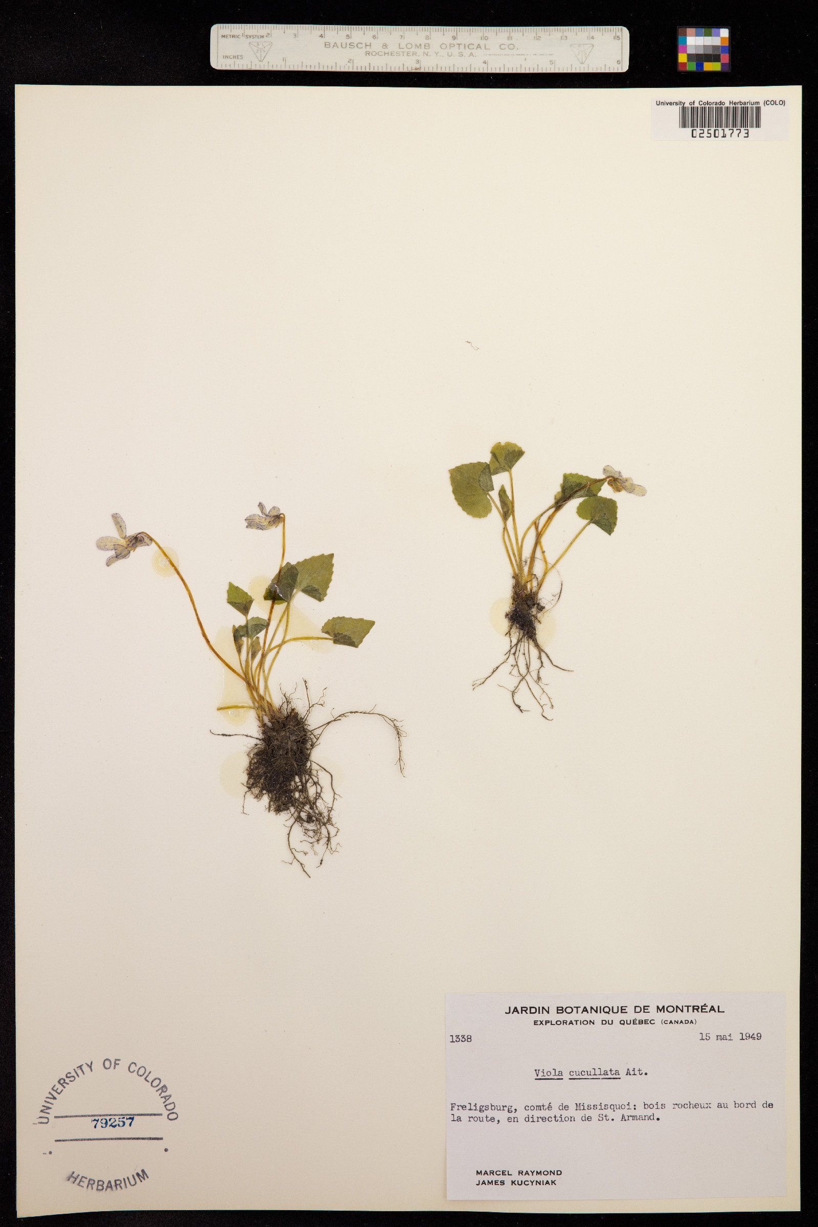 Viola cucullata image