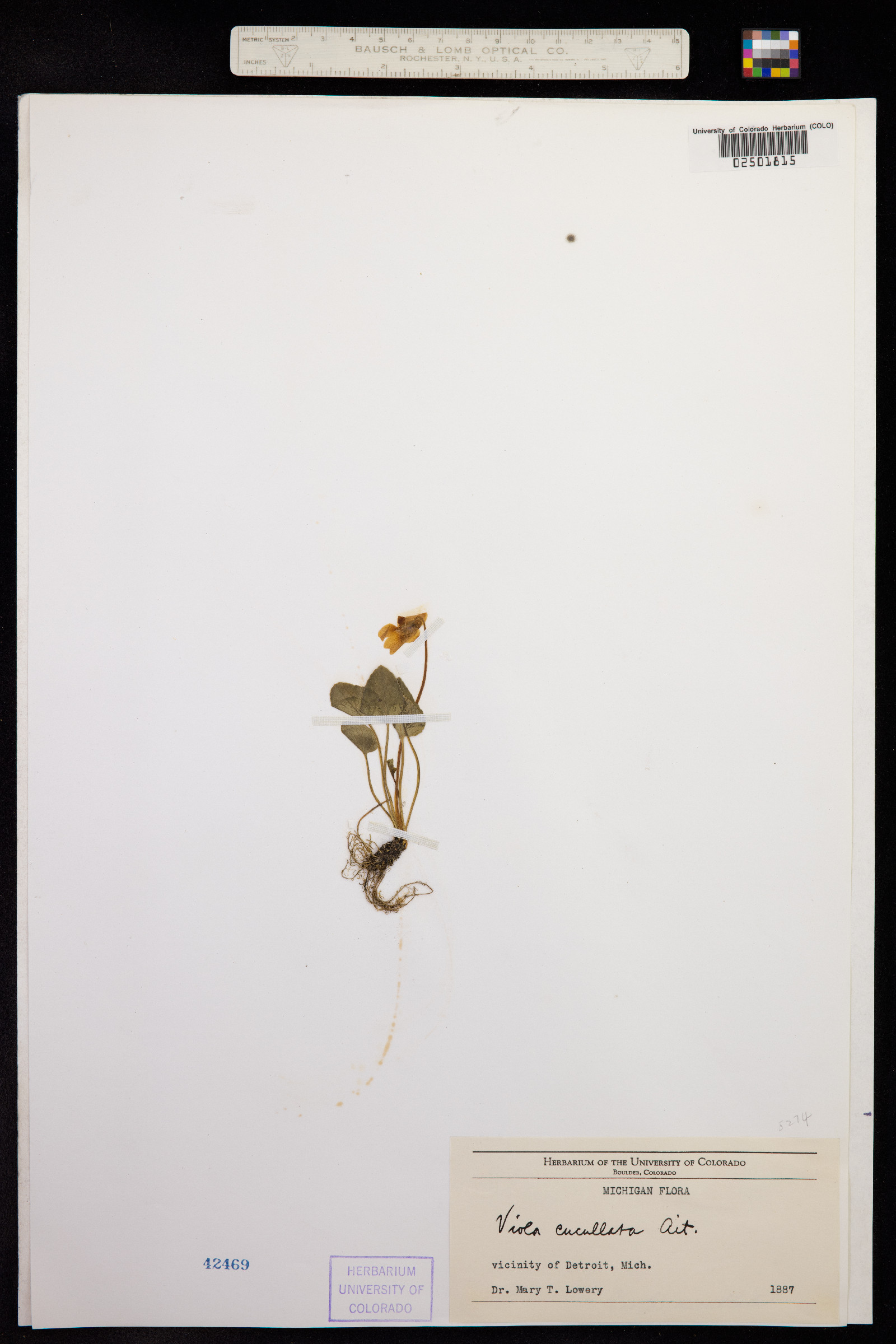 Viola cucullata image