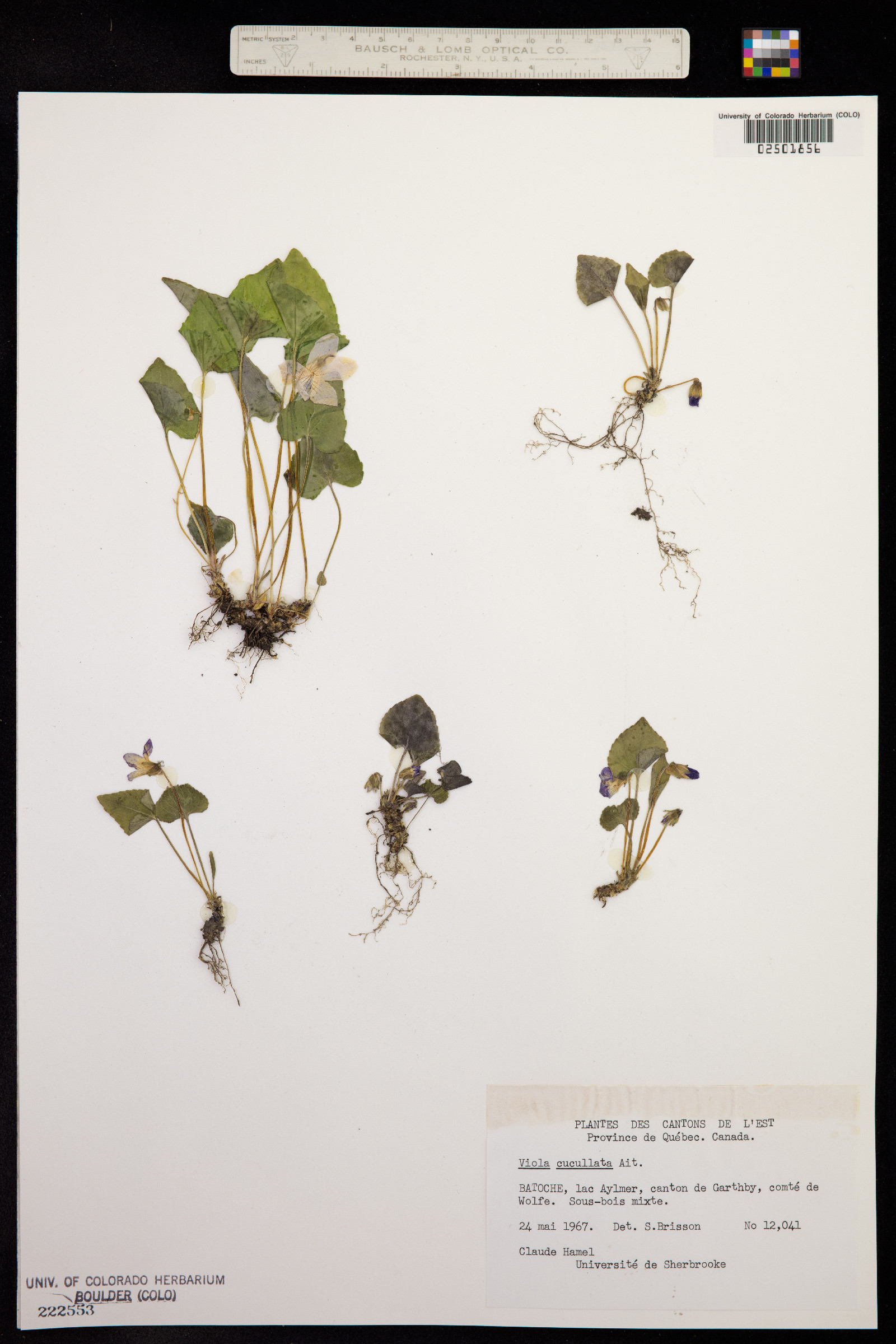 Viola cucullata image