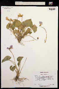 Image of Viola cucullata