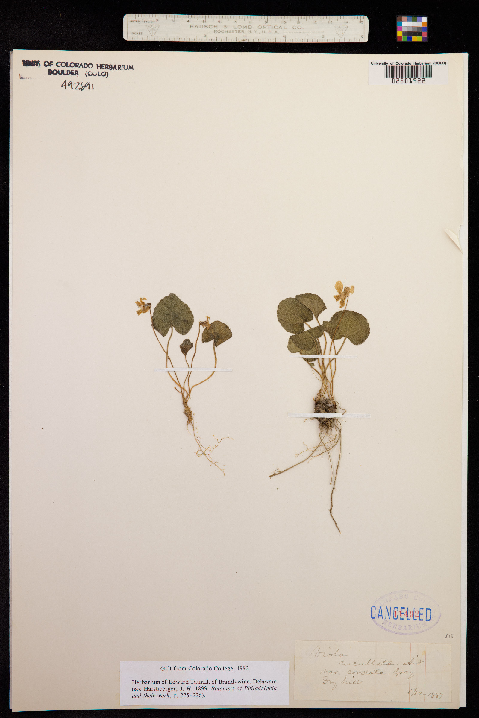 Viola cucullata image