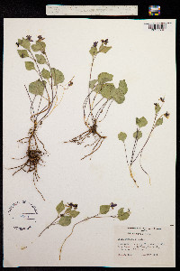 Viola cuneata image