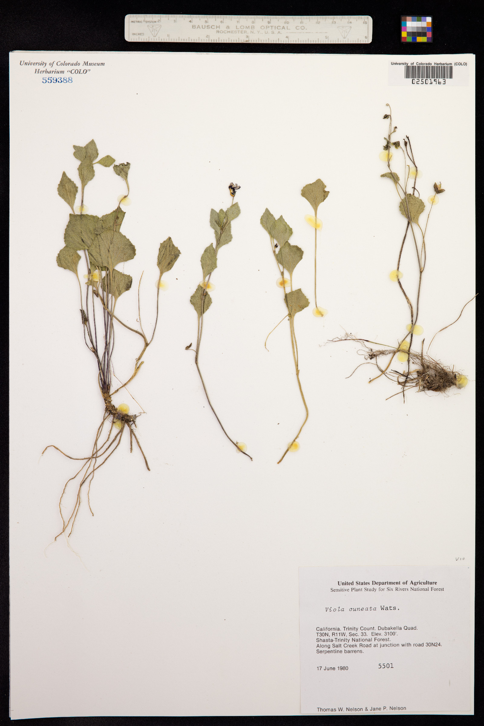 Viola cuneata image