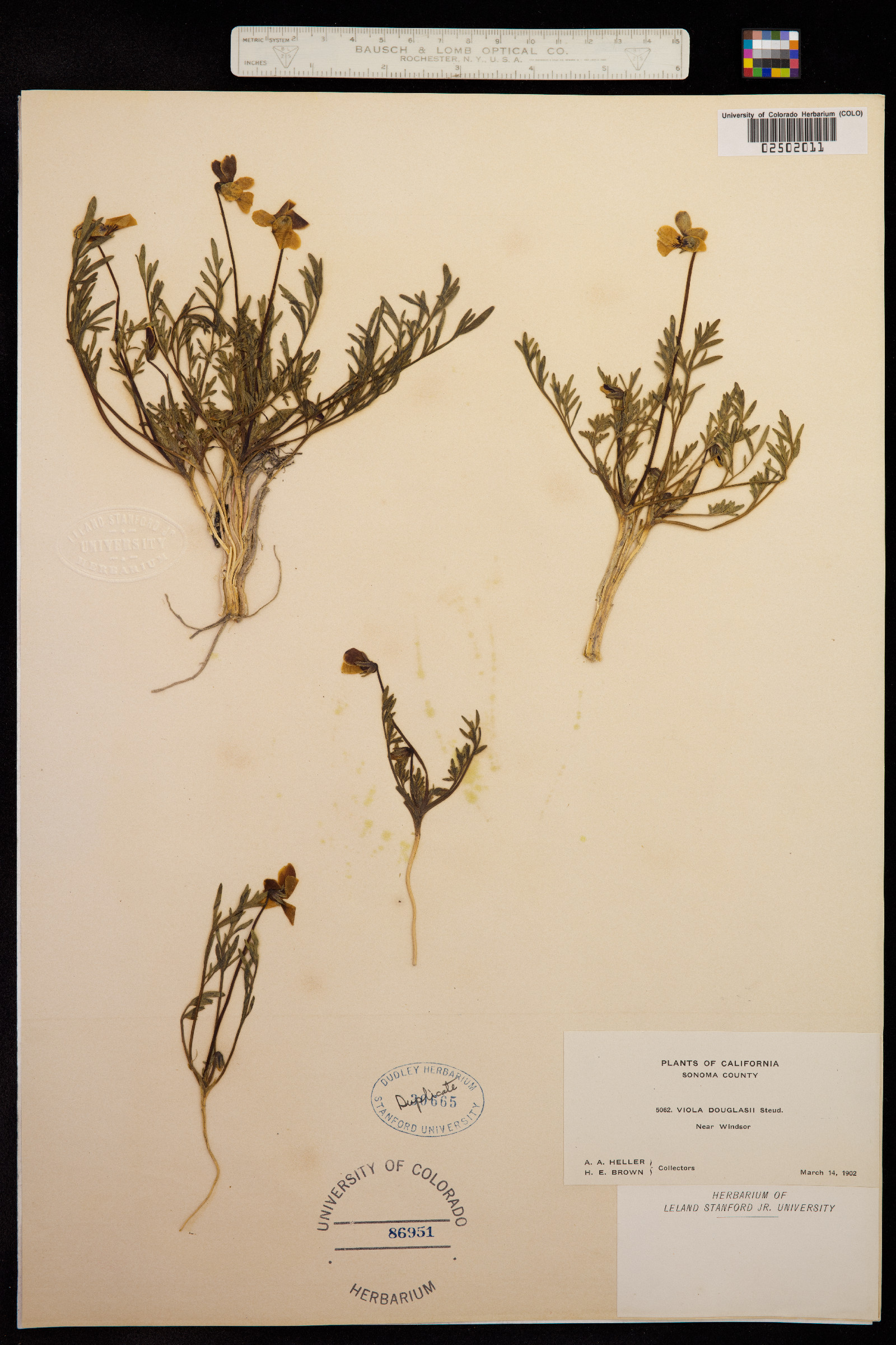 Viola douglasii image