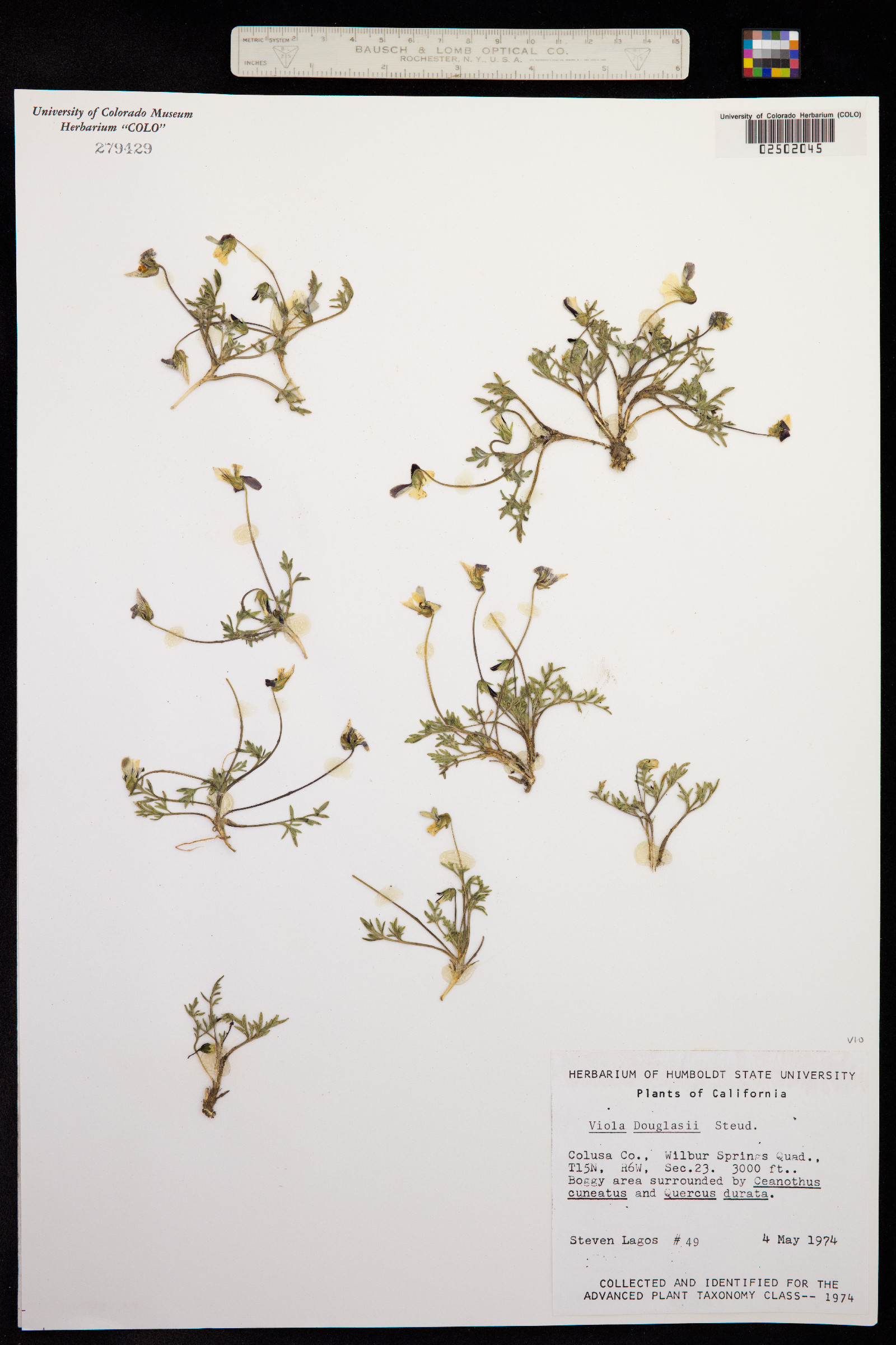Viola douglasii image