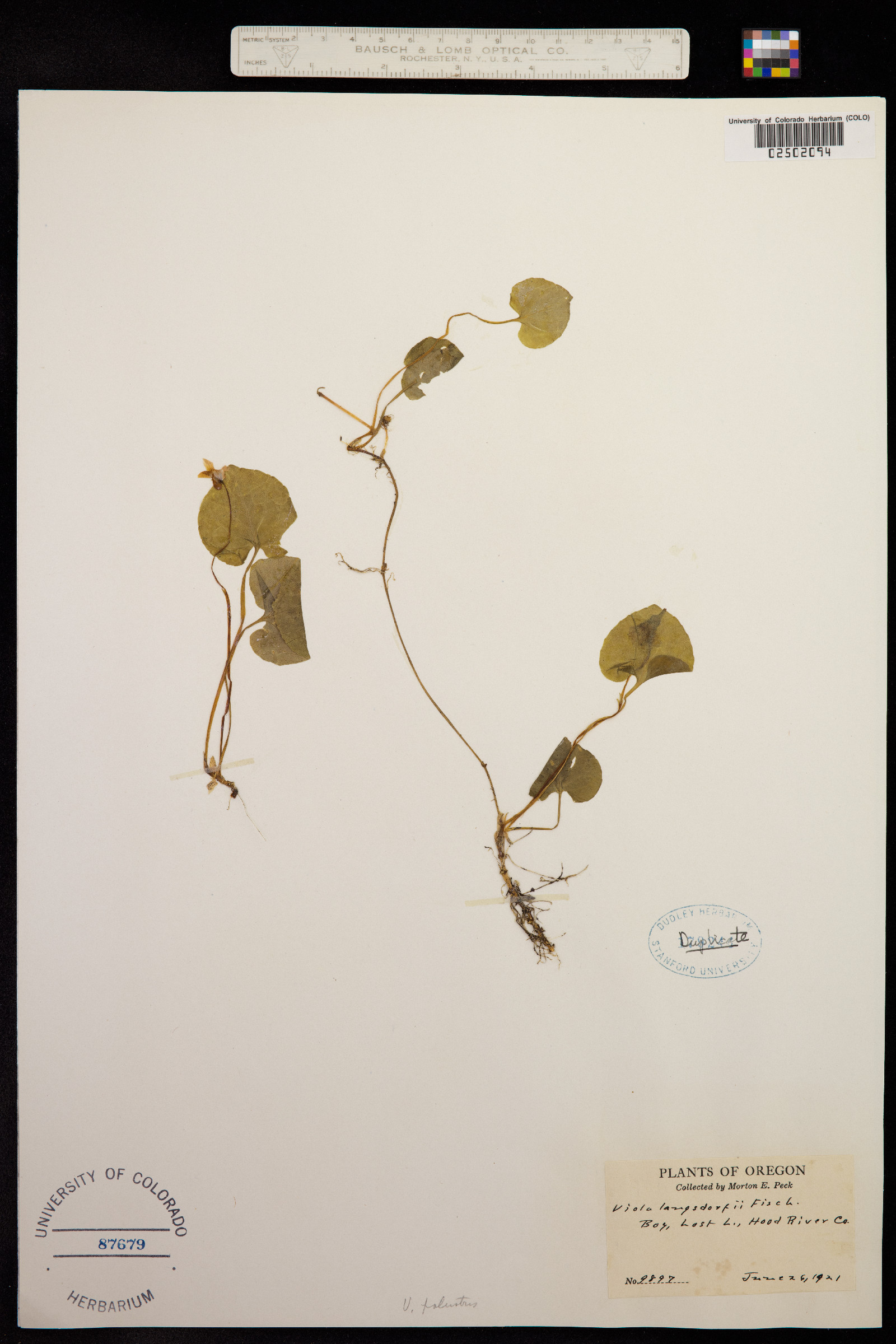 Viola epipsila image