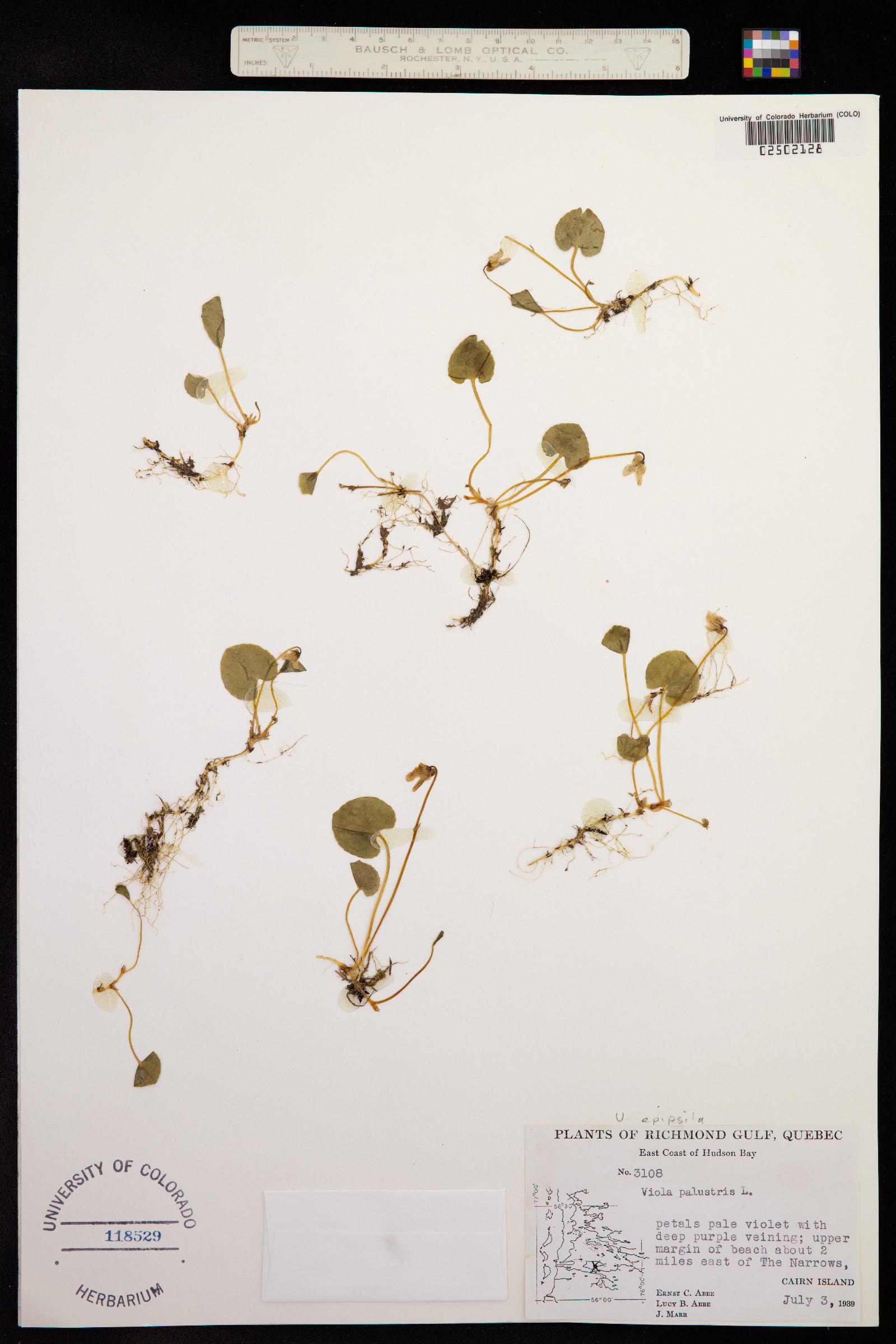 Viola epipsila image