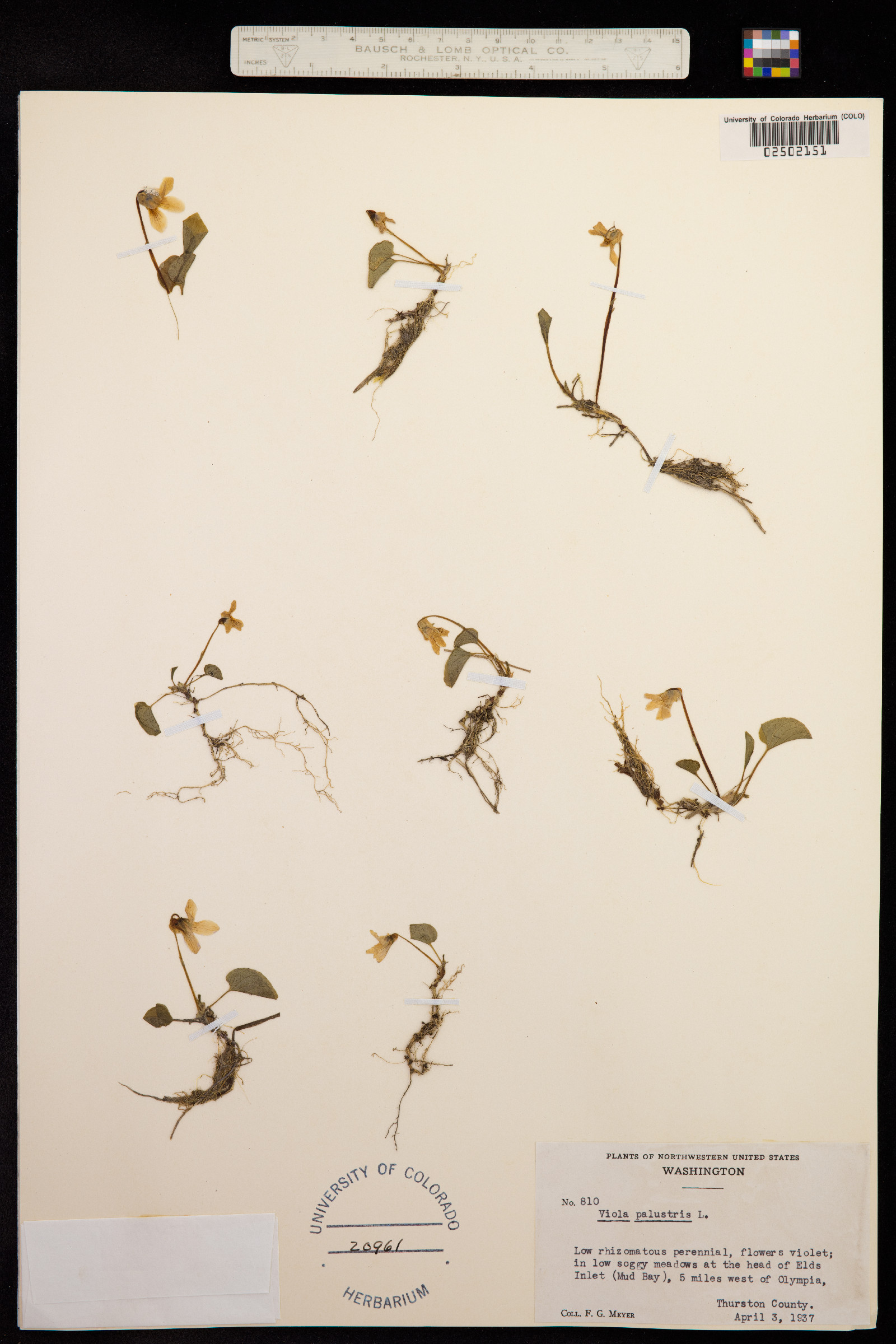 Viola epipsila image