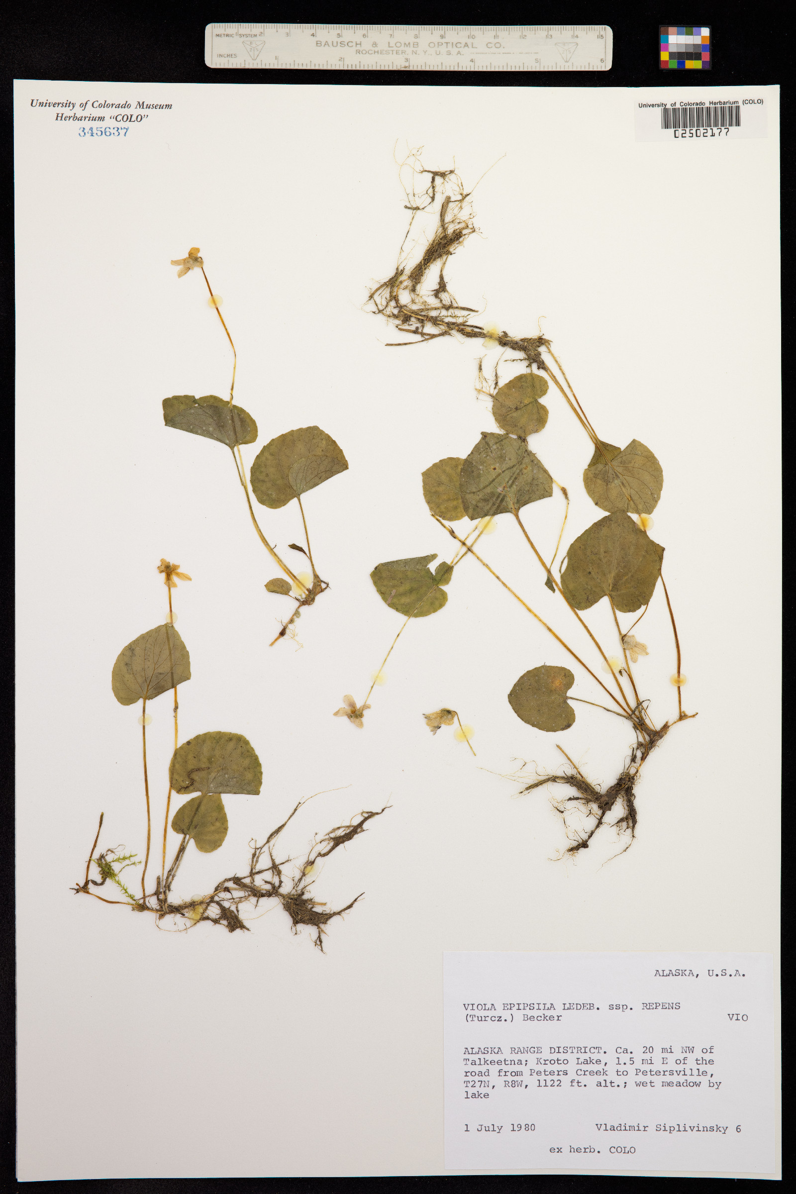 Viola epipsila image