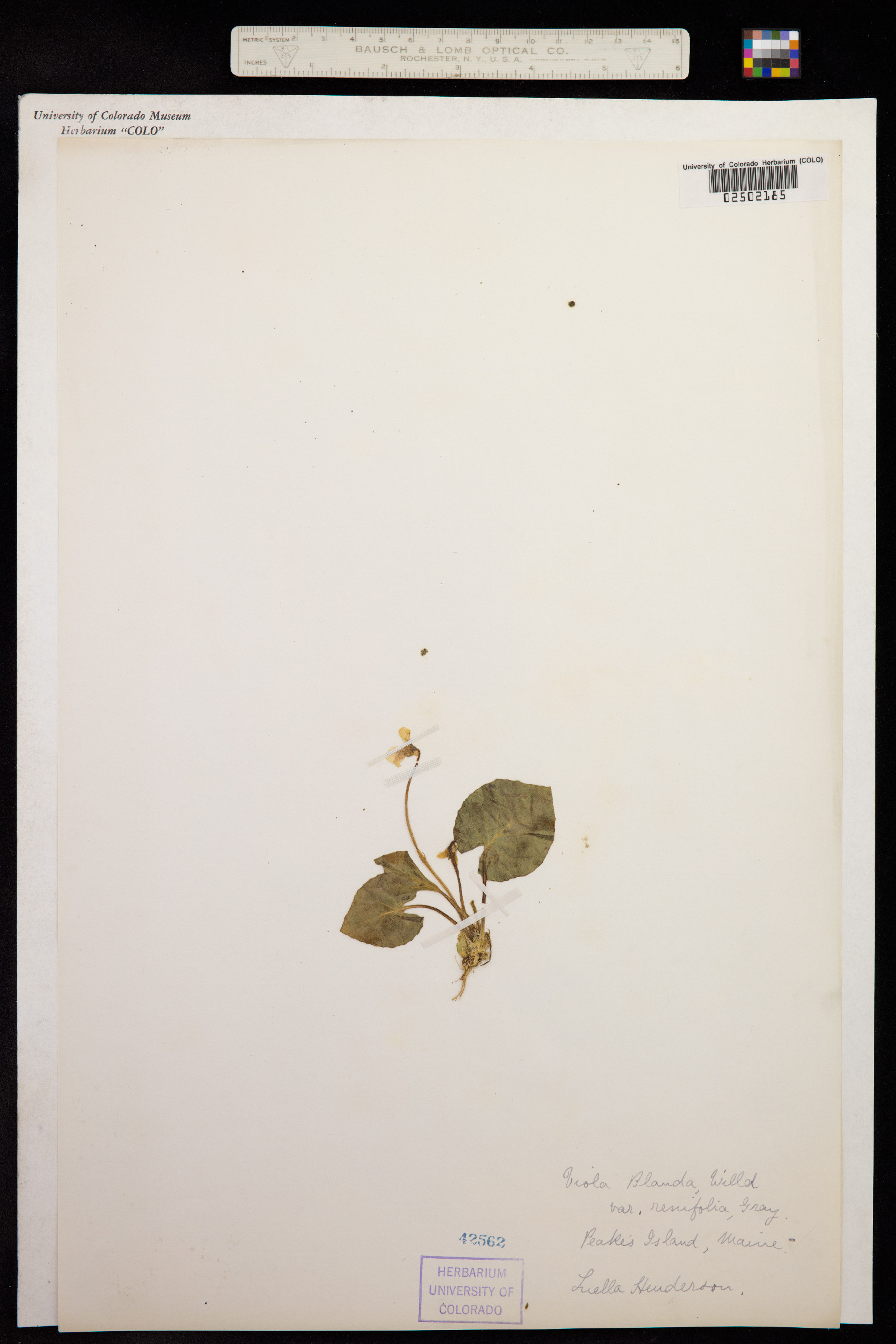 Viola epipsila image
