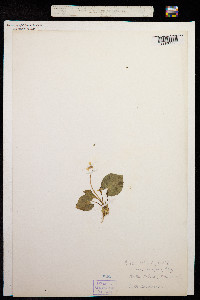 Viola epipsila image