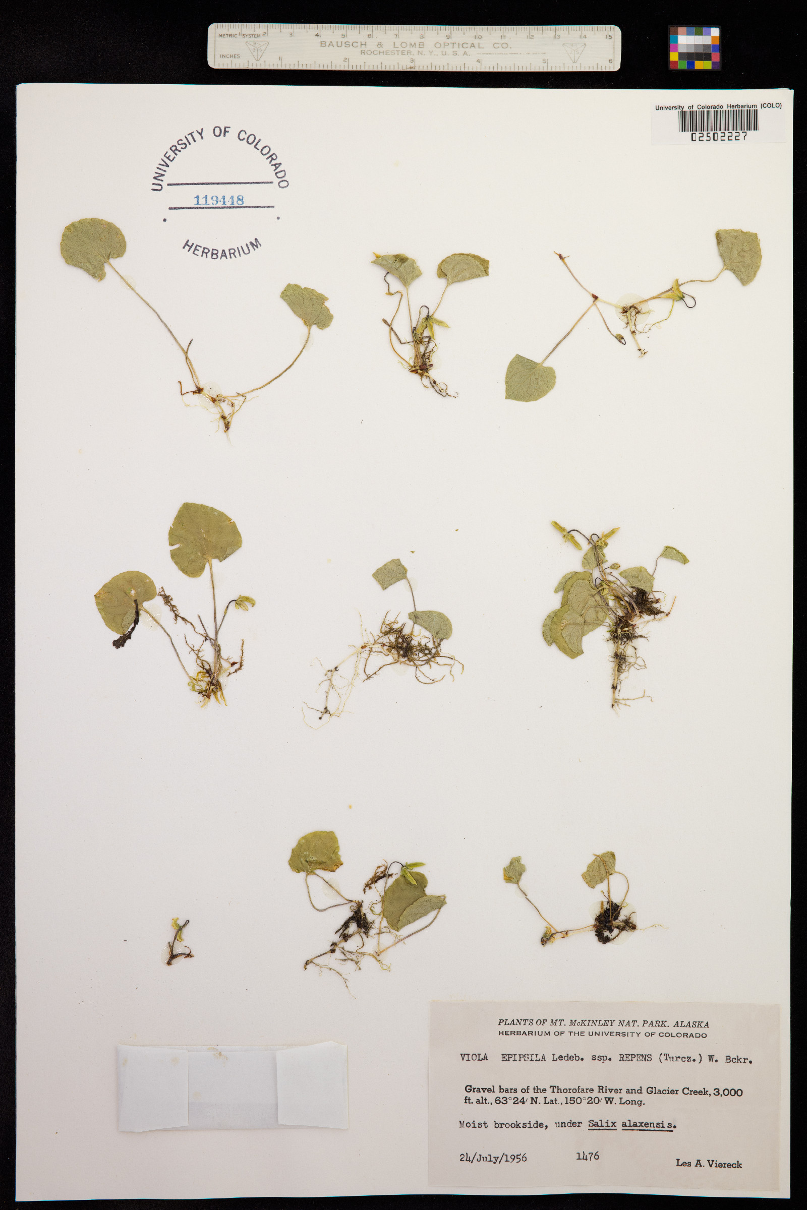 Viola epipsila image