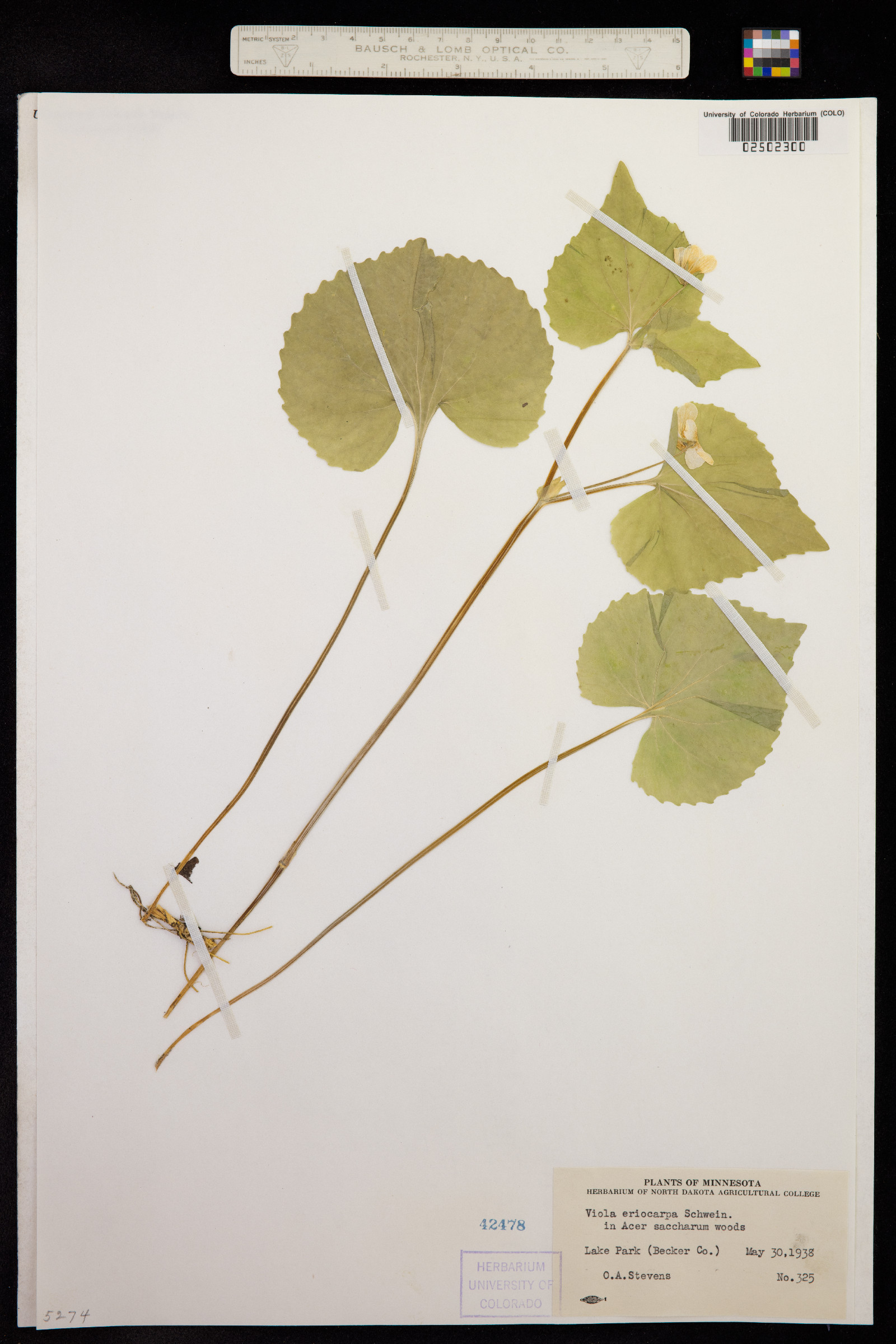 Viola pubescens var. scabriuscula image