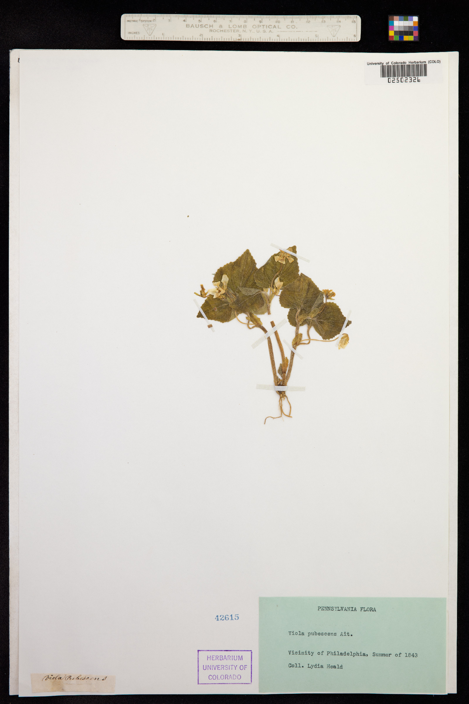 Viola pubescens image