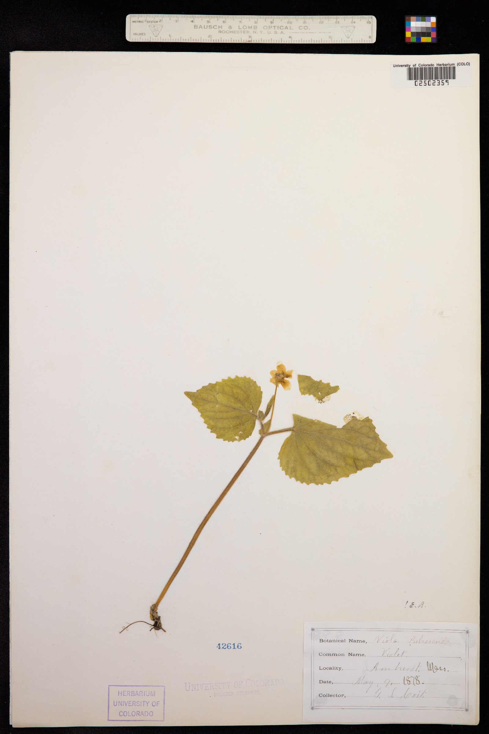 Viola pubescens var. scabriuscula image