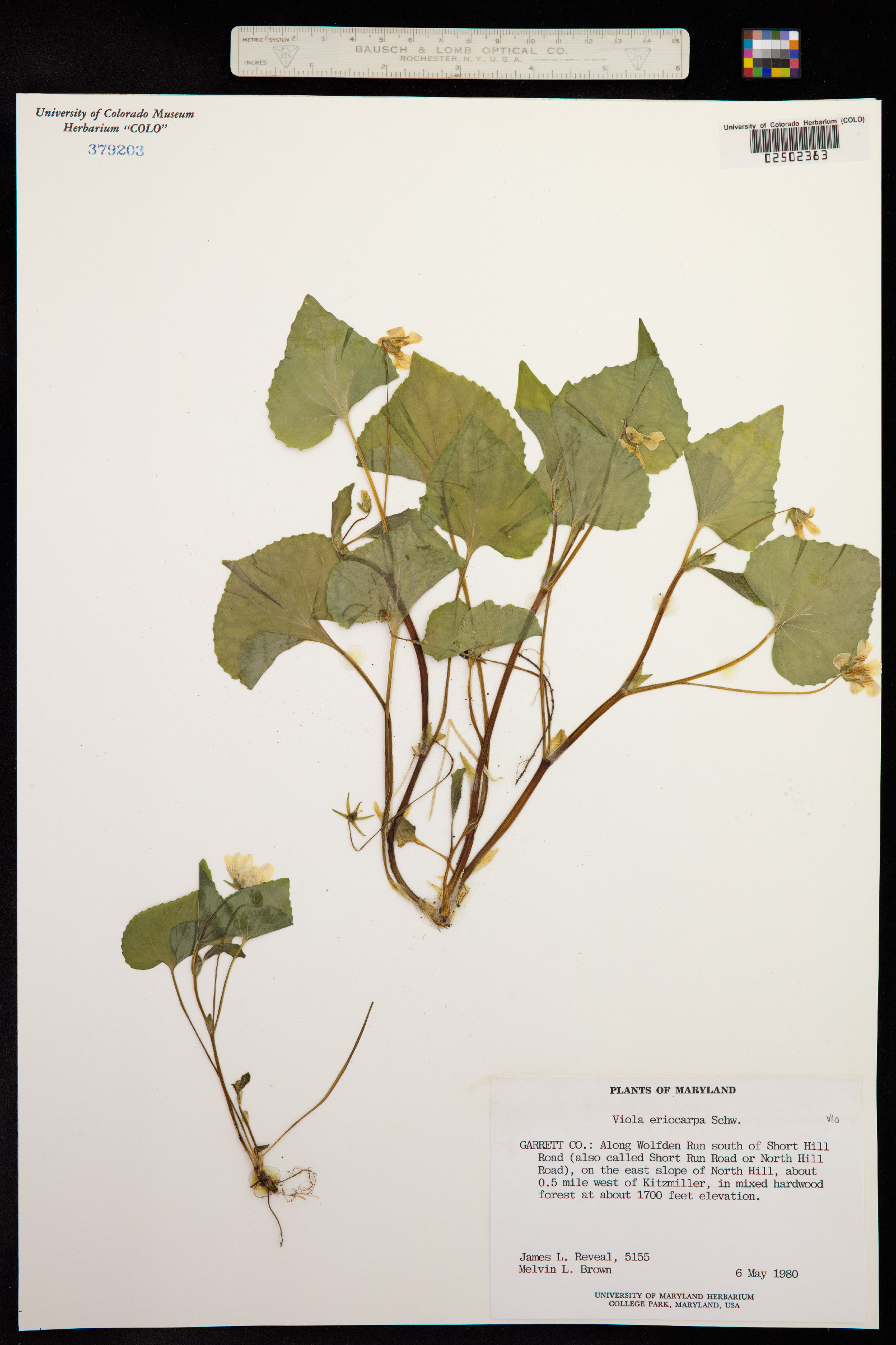 Viola pubescens var. scabriuscula image