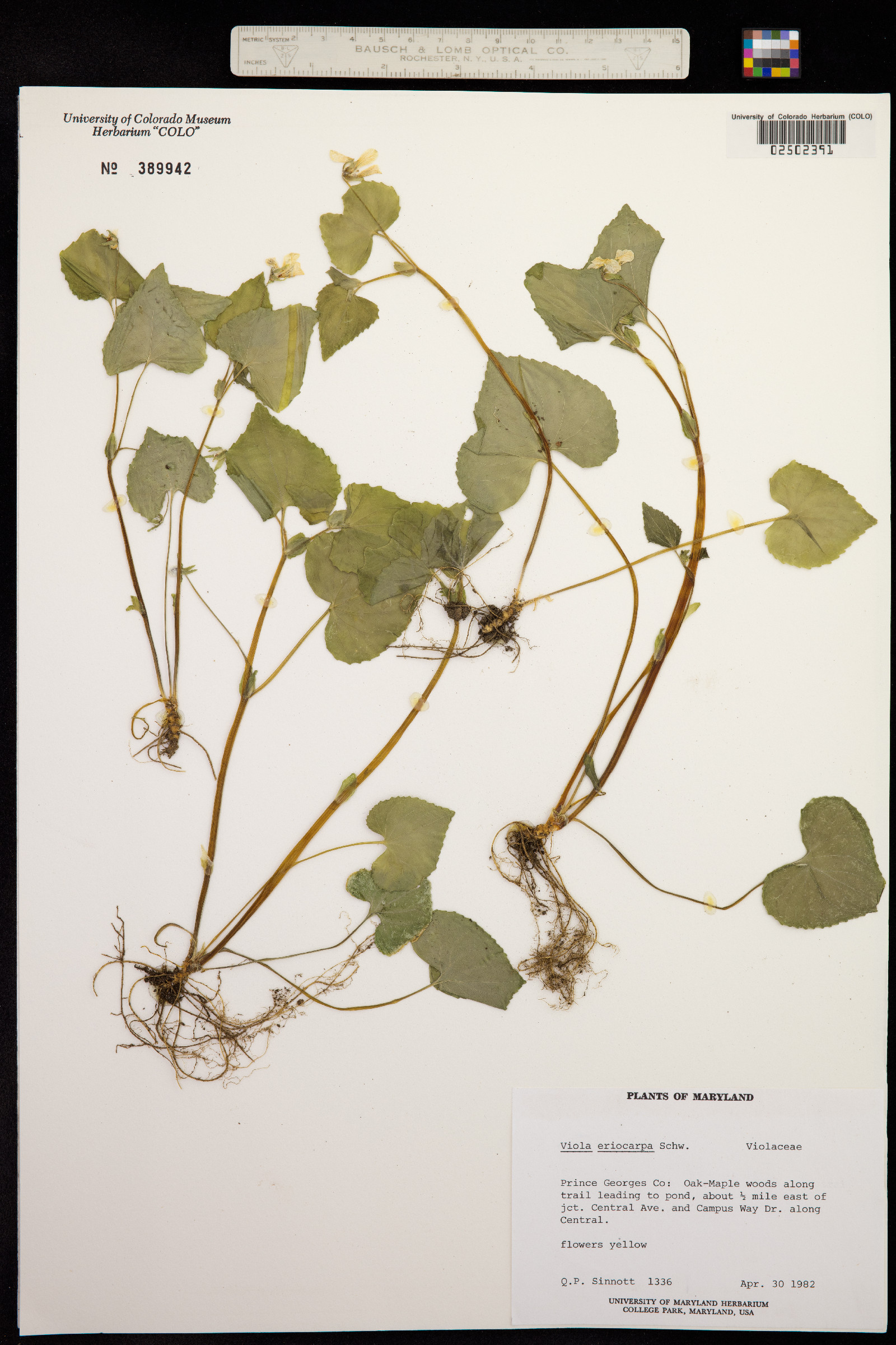 Viola pubescens var. scabriuscula image