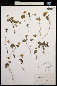 Viola flettii image