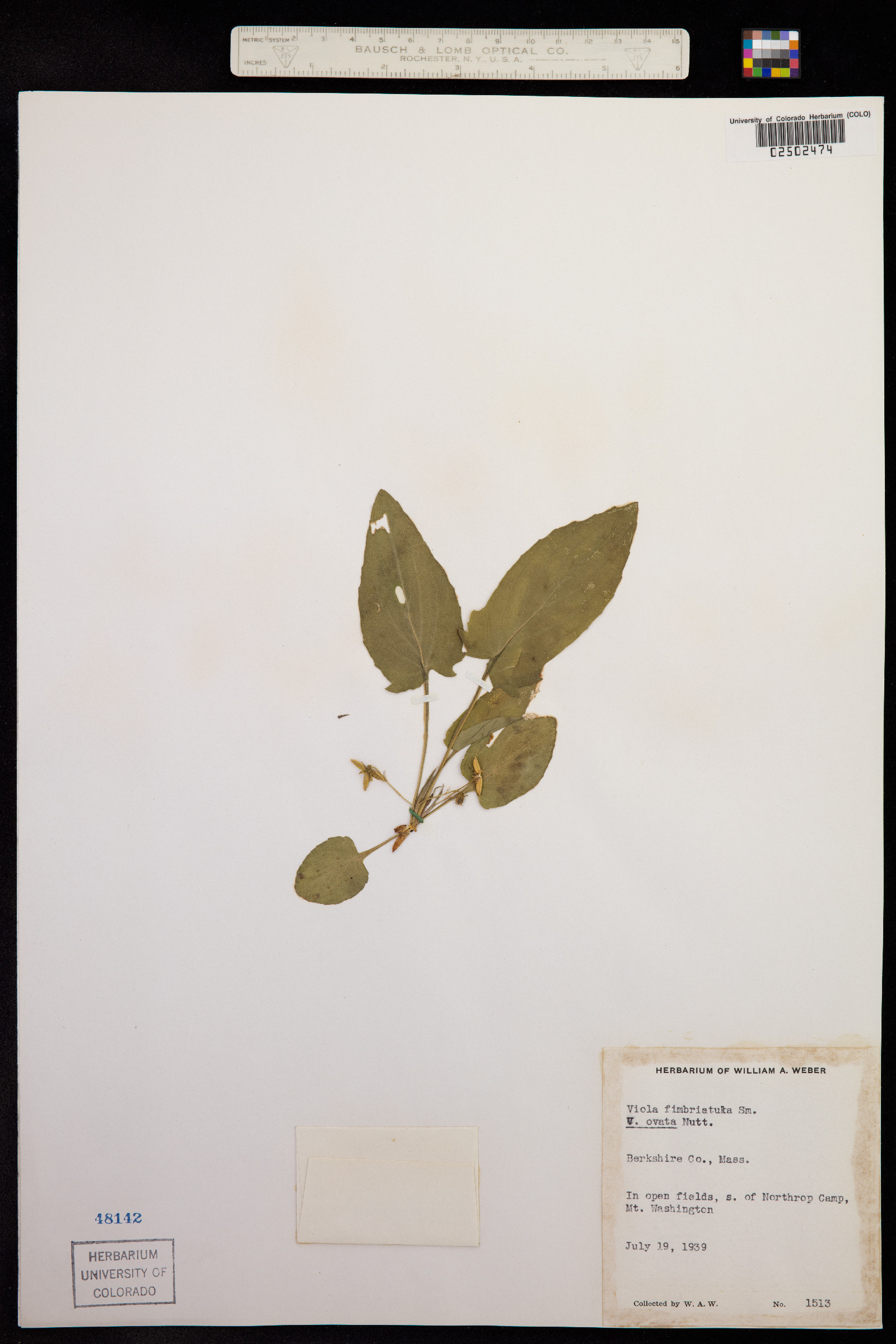 Viola sagittata var. ovata image