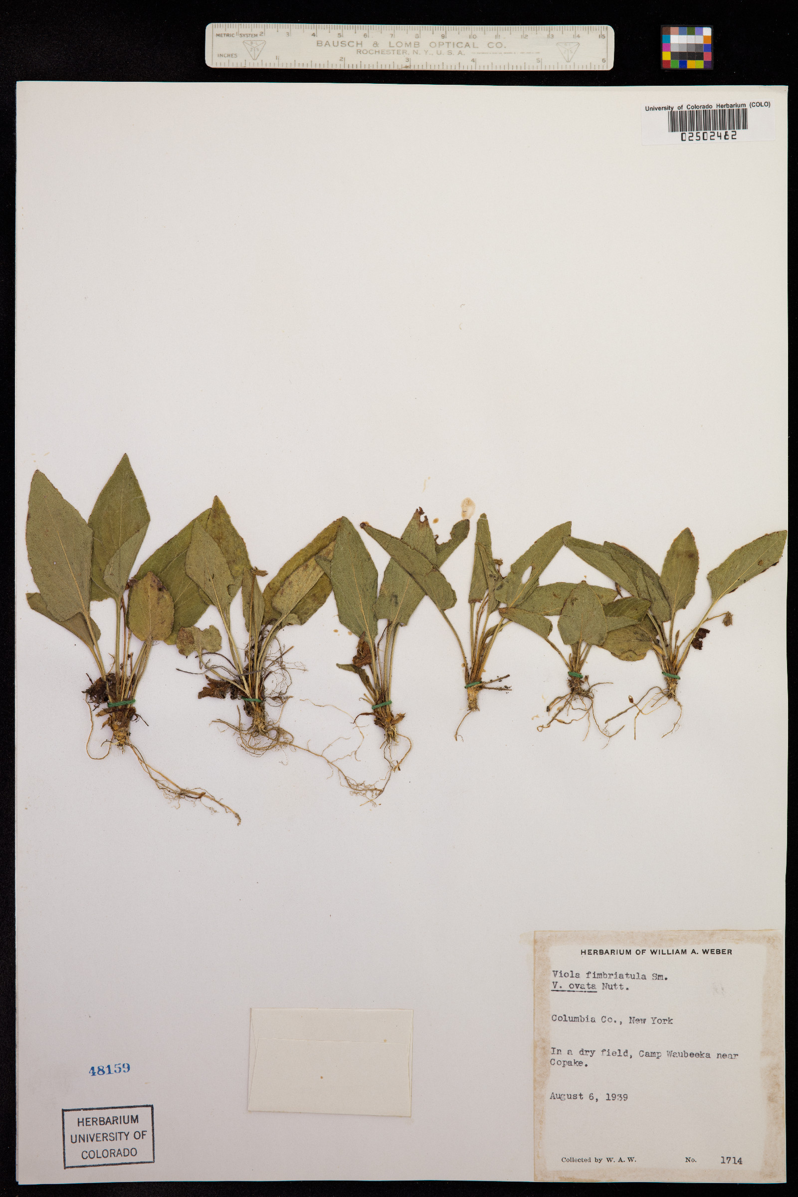 Viola sagittata var. ovata image