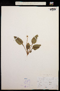 Viola sagittata image