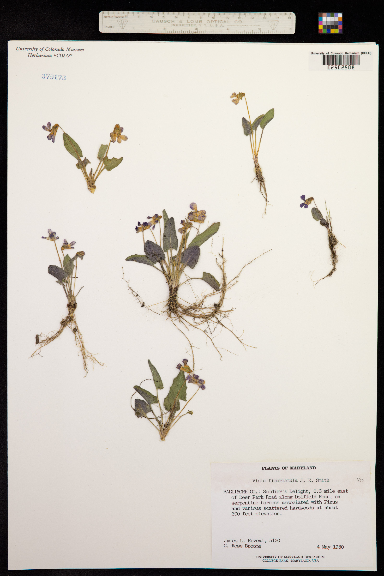 Viola sagittata var. ovata image