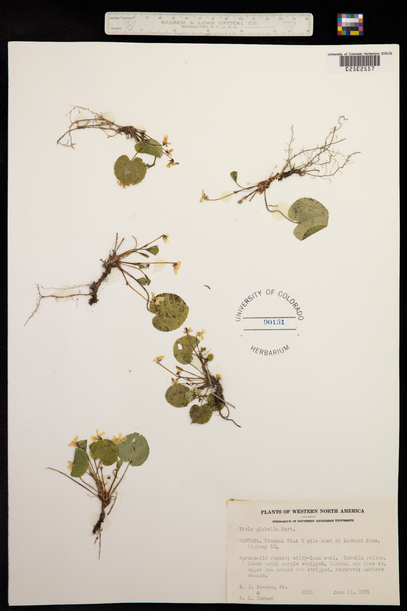 Viola glabella image