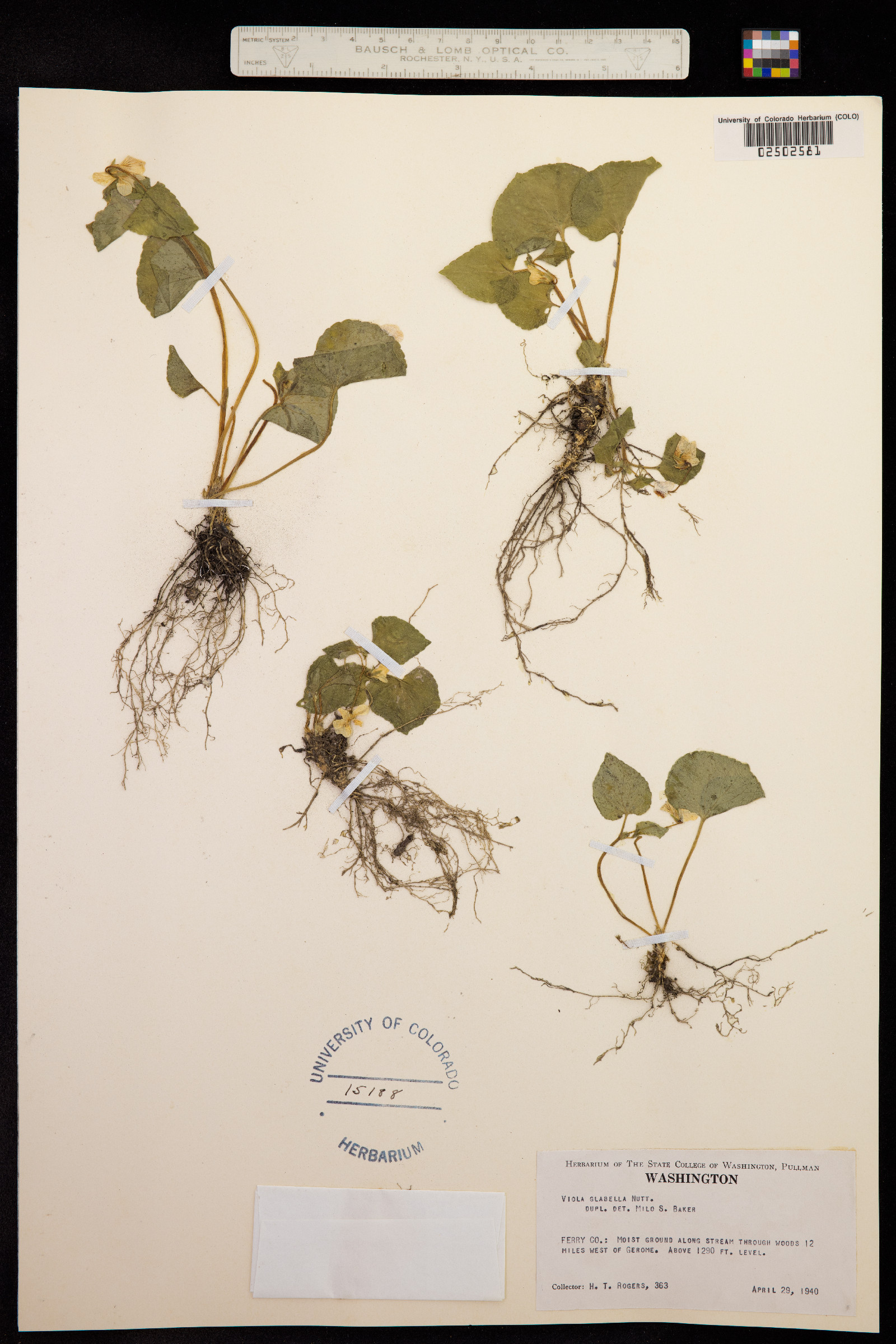 Viola glabella image