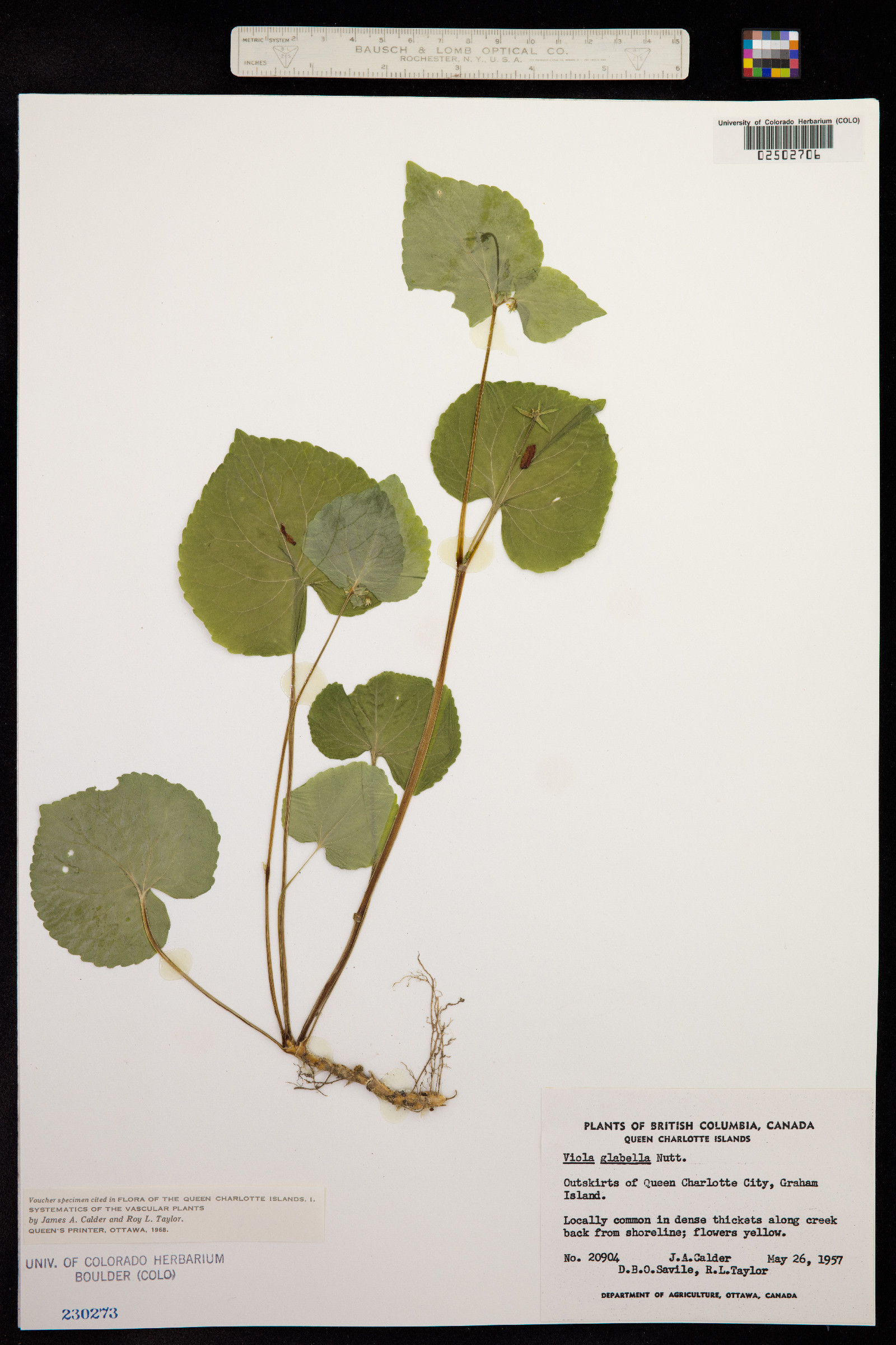 Viola glabella image