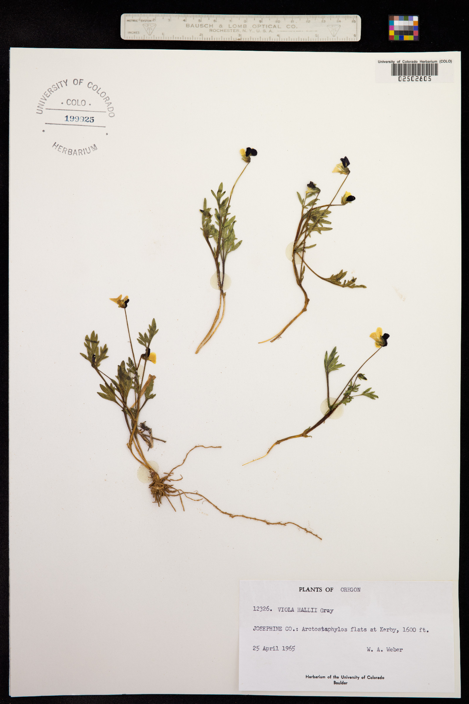 Viola hallii image