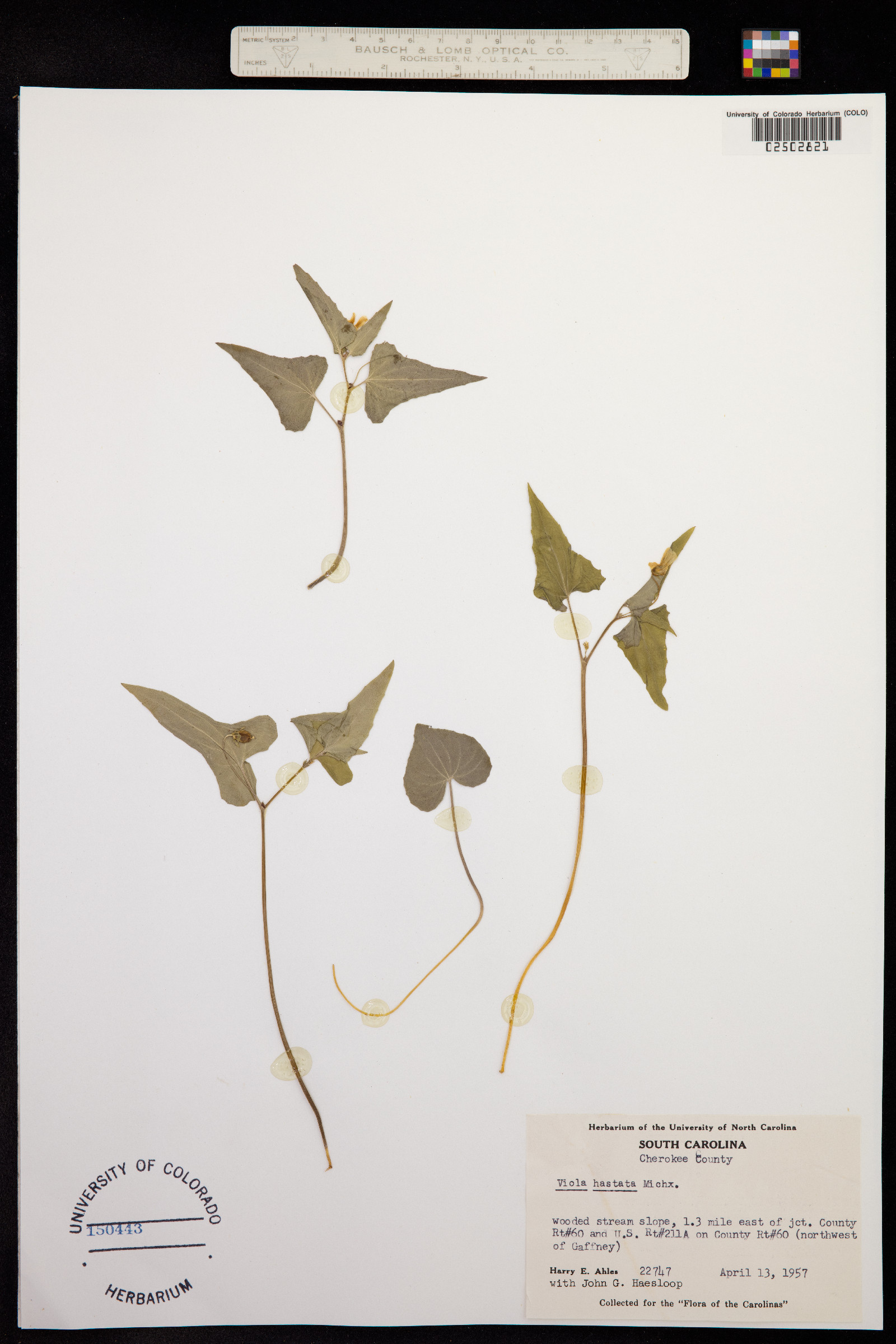 Viola hastata image