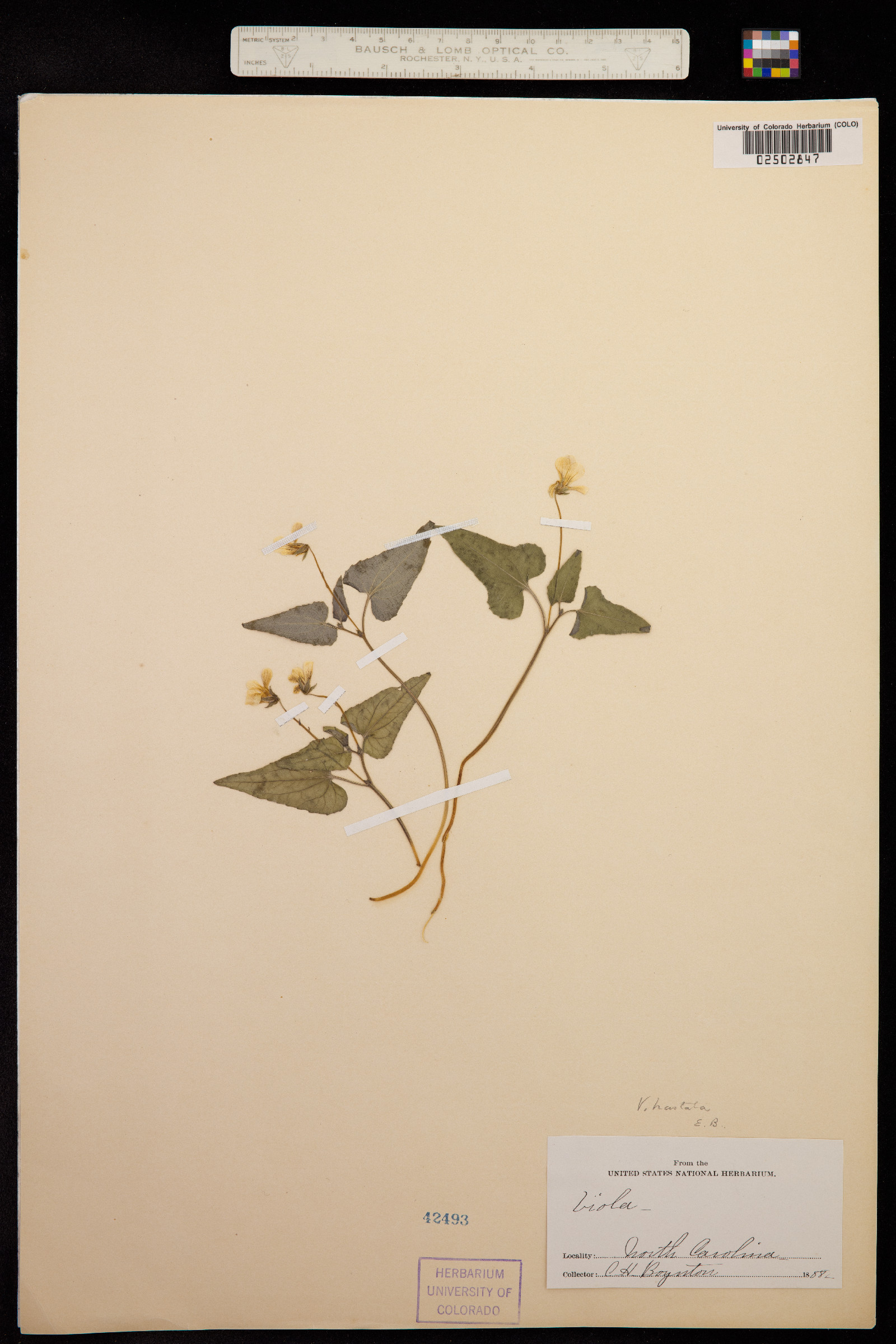 Viola hastata image