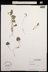 Image of Viola hirsutula
